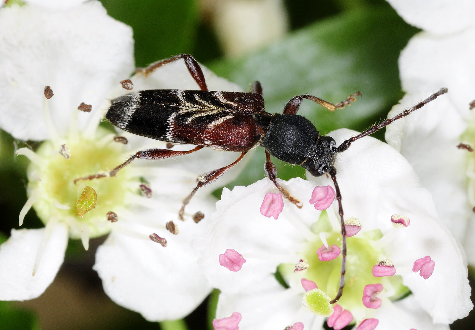 Anaglyptus simplicicornis