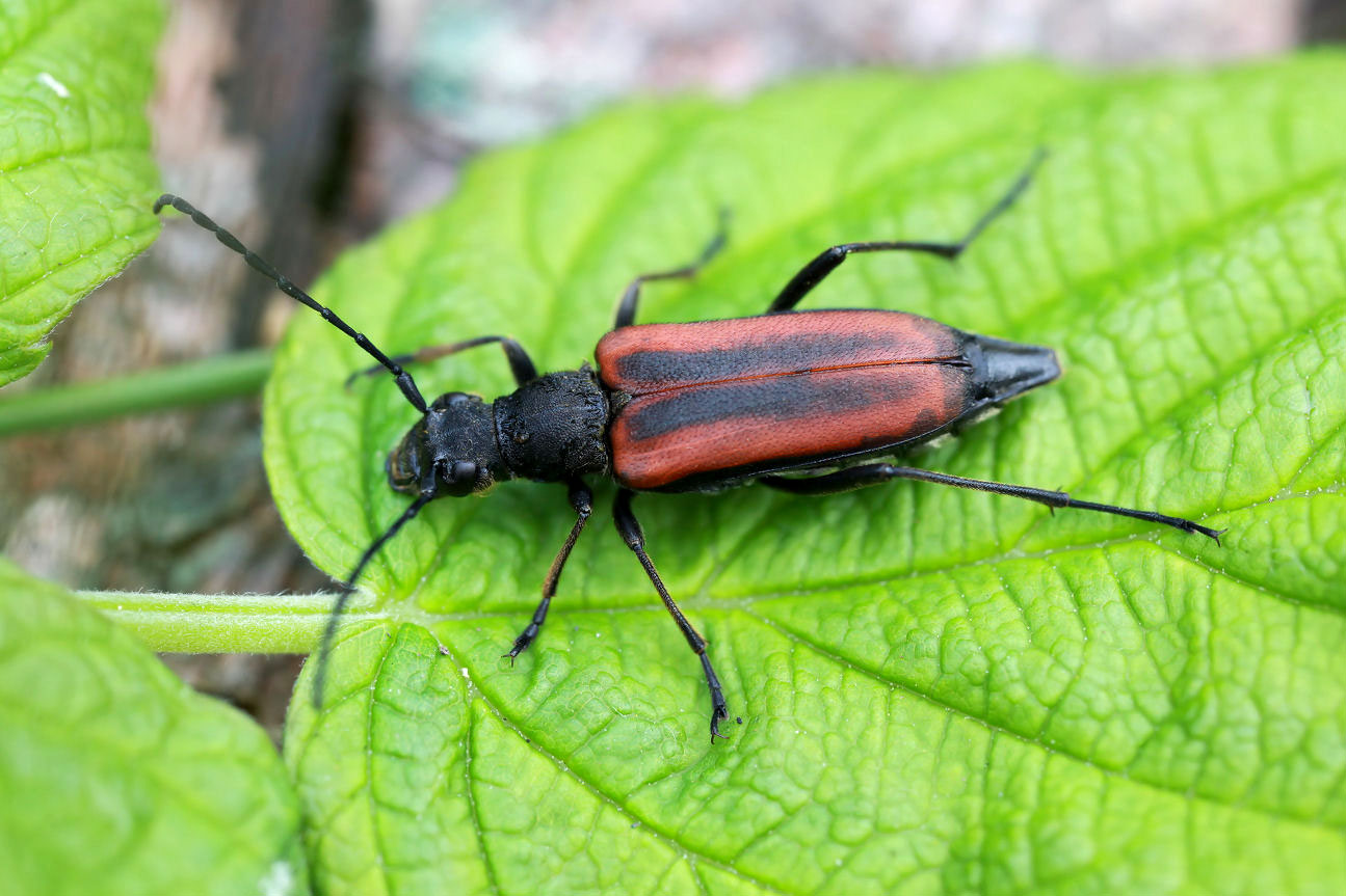 Anastrangalia dubia dubia