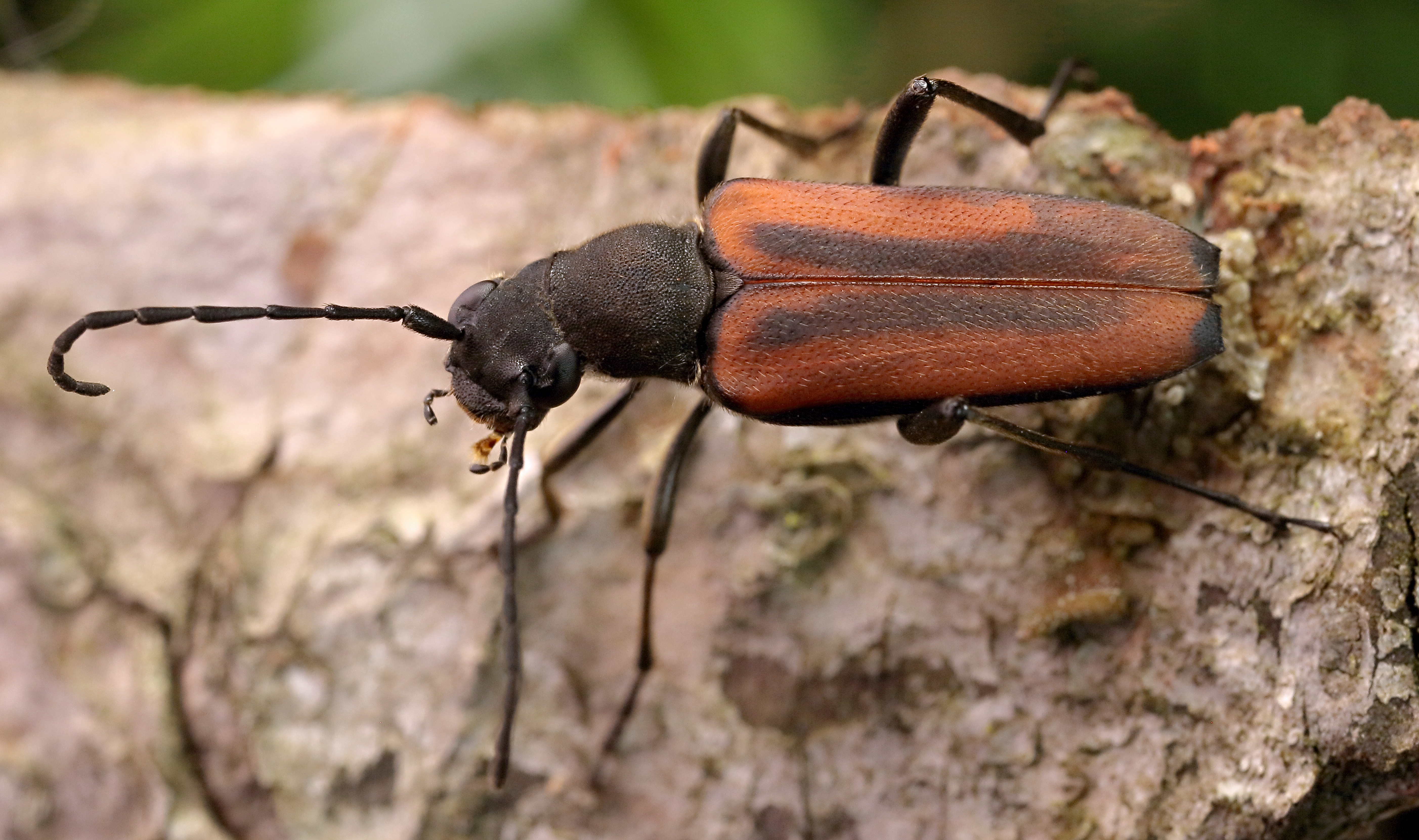 Anastrangalia dubia dubia