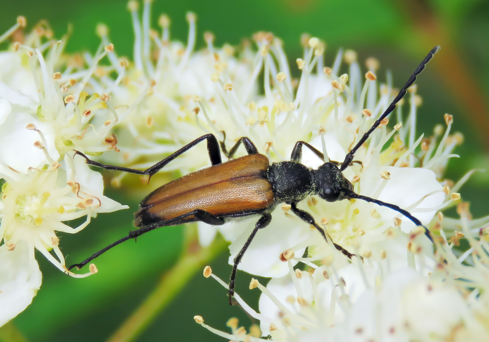 Anastrangalia sanguinolenta