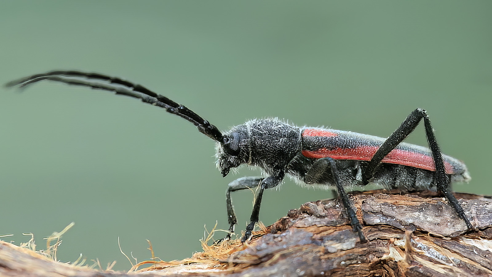 Anoplistes agababiani