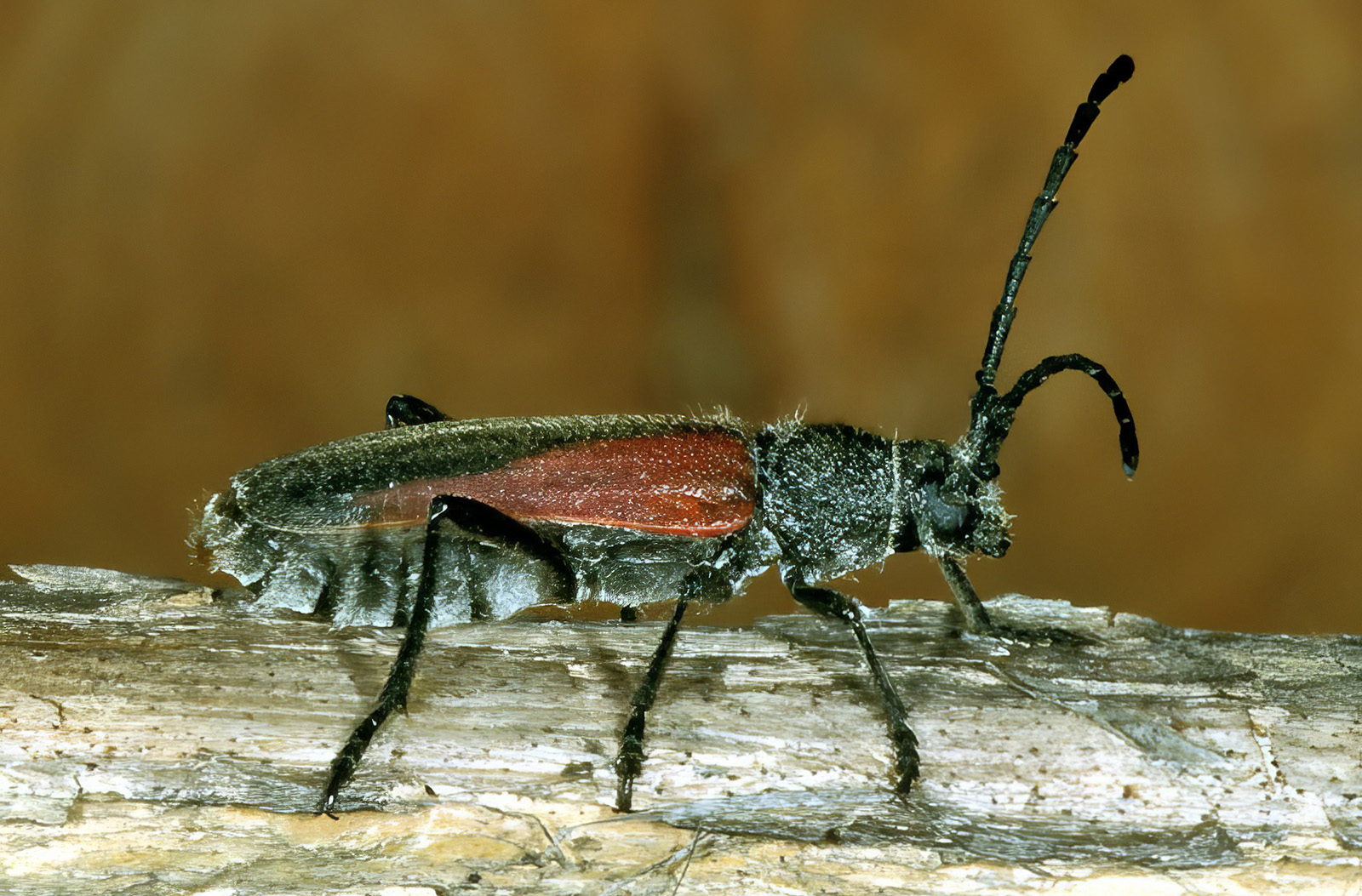 Anoplistes jomudorum