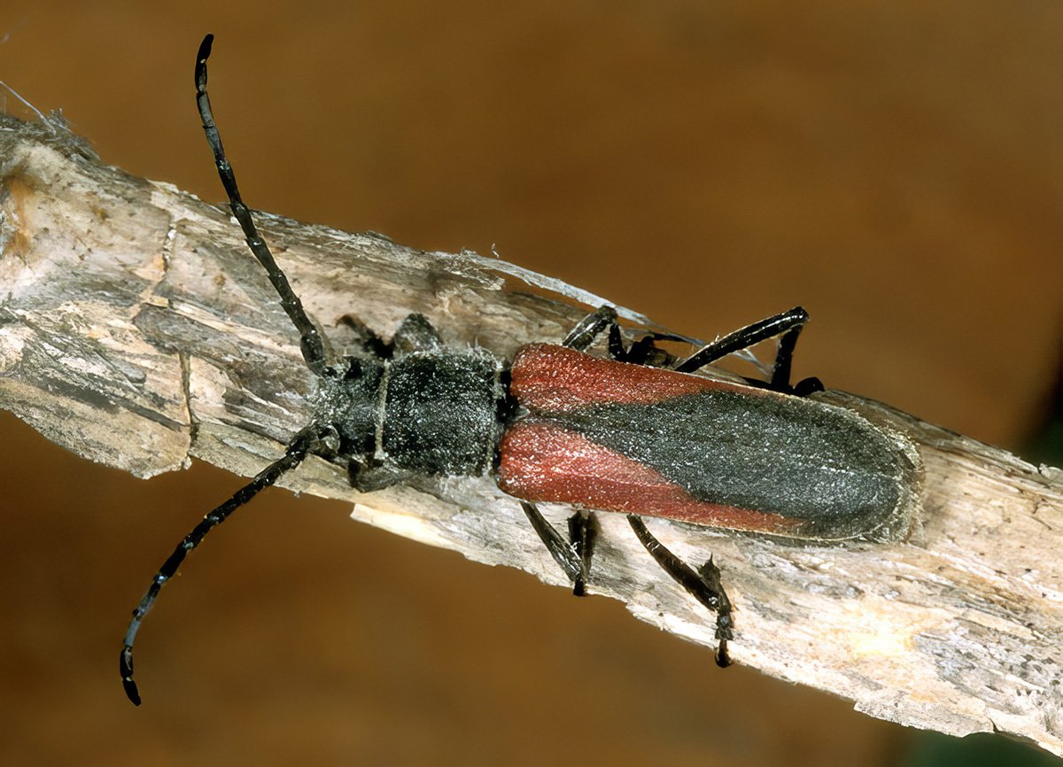 Anoplistes jomudorum