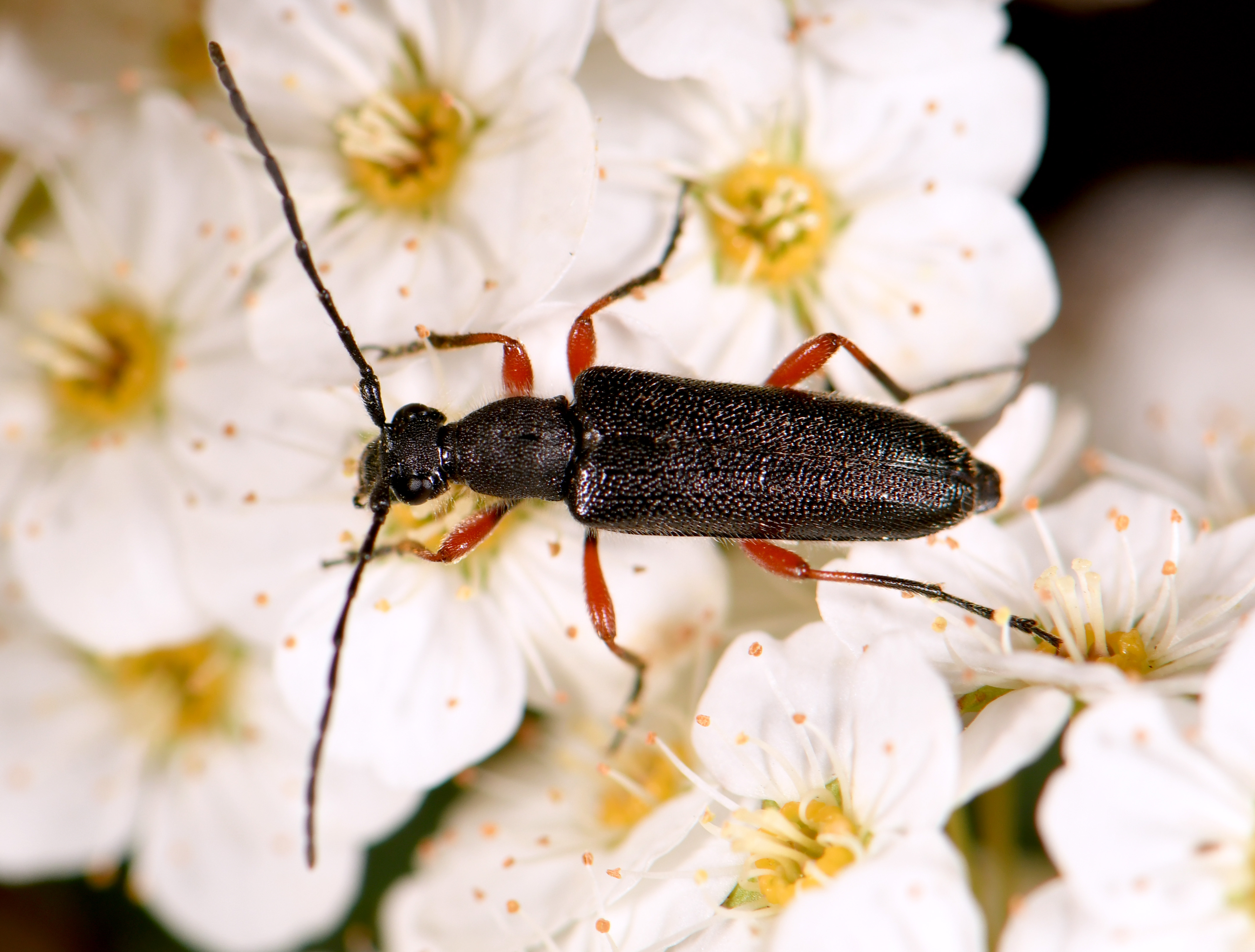 Anoplodera rufipes