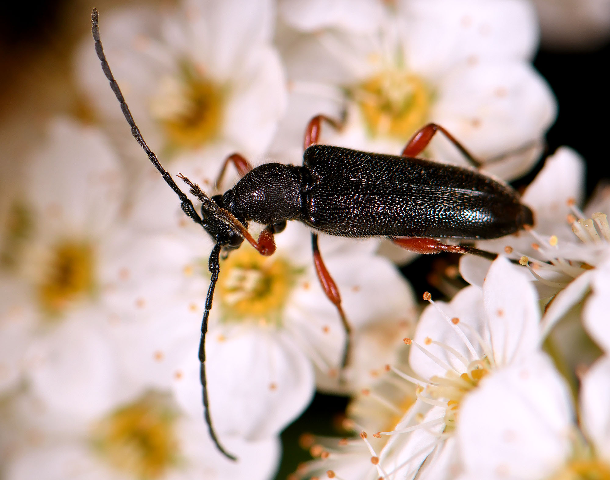 Anoplodera rufipes