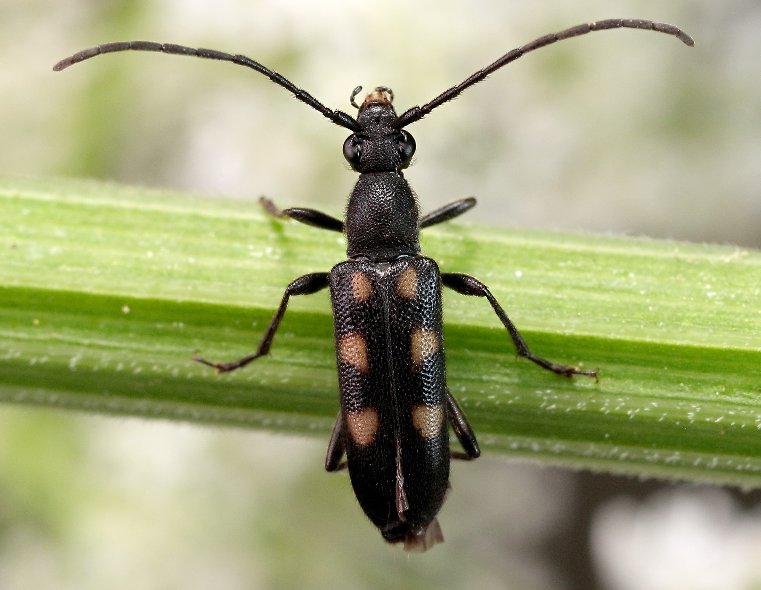 Anoplodera sexguttata