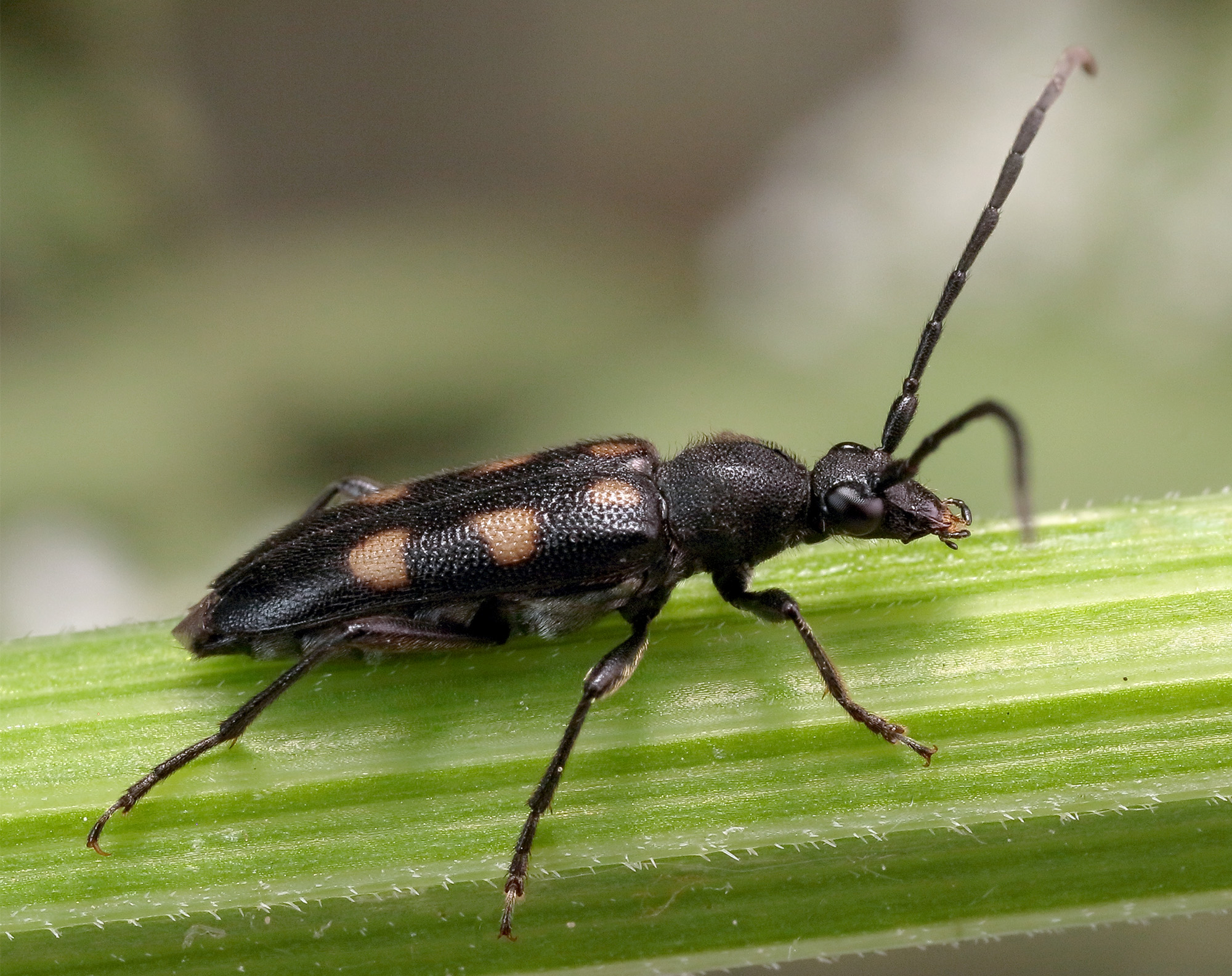 Anoplodera sexguttata