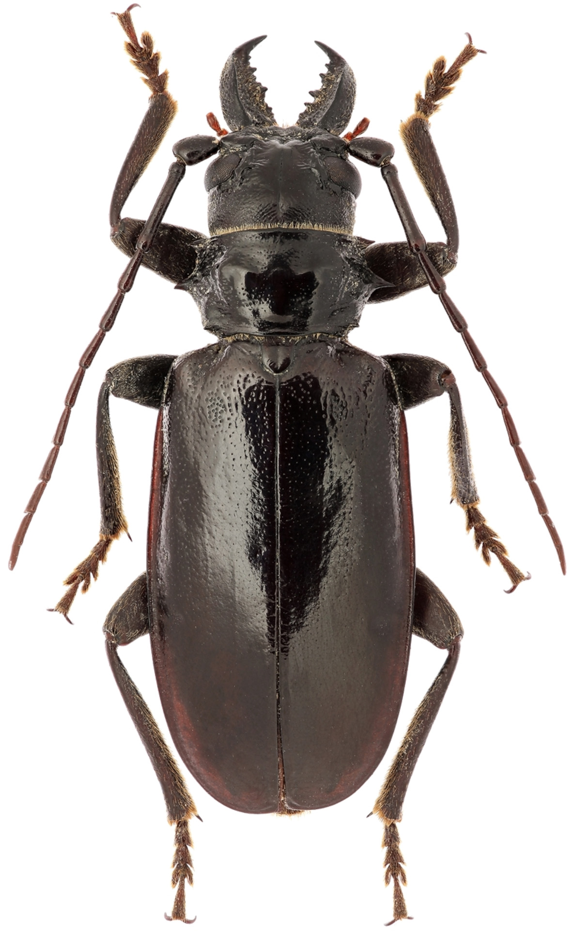 Anthracocentrus arabicus