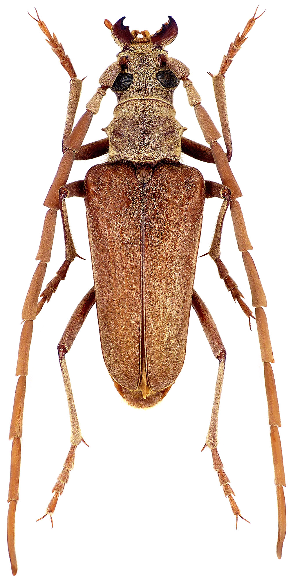 Apatophysis serricornis