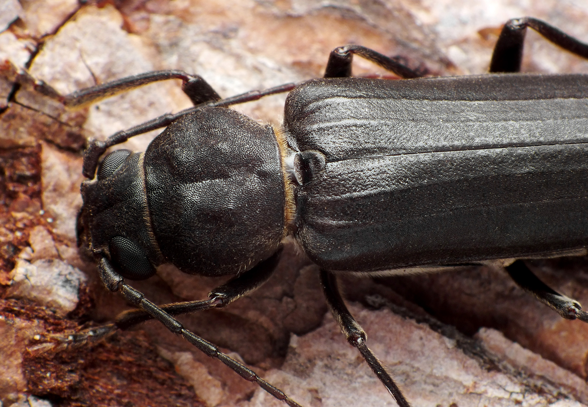 Arhopalus ferus