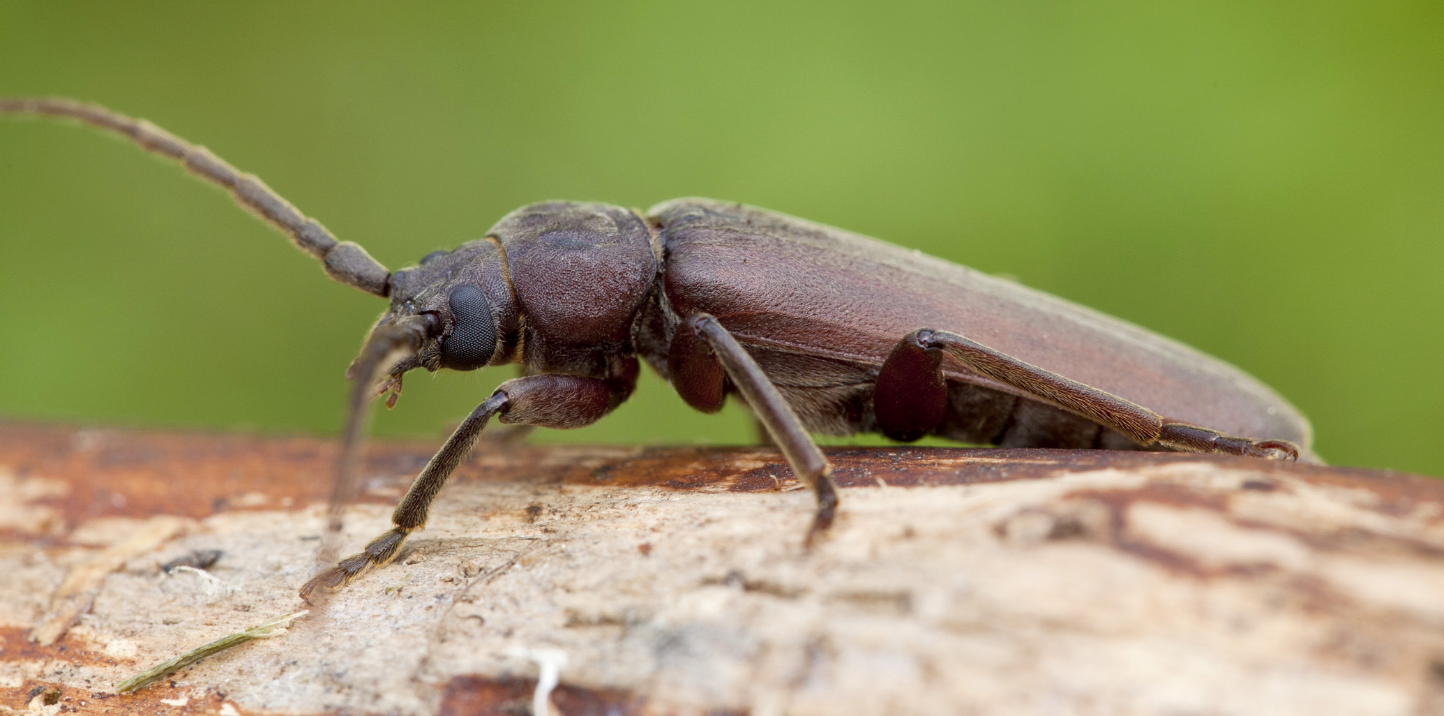 Arhopalus rusticus rusticus