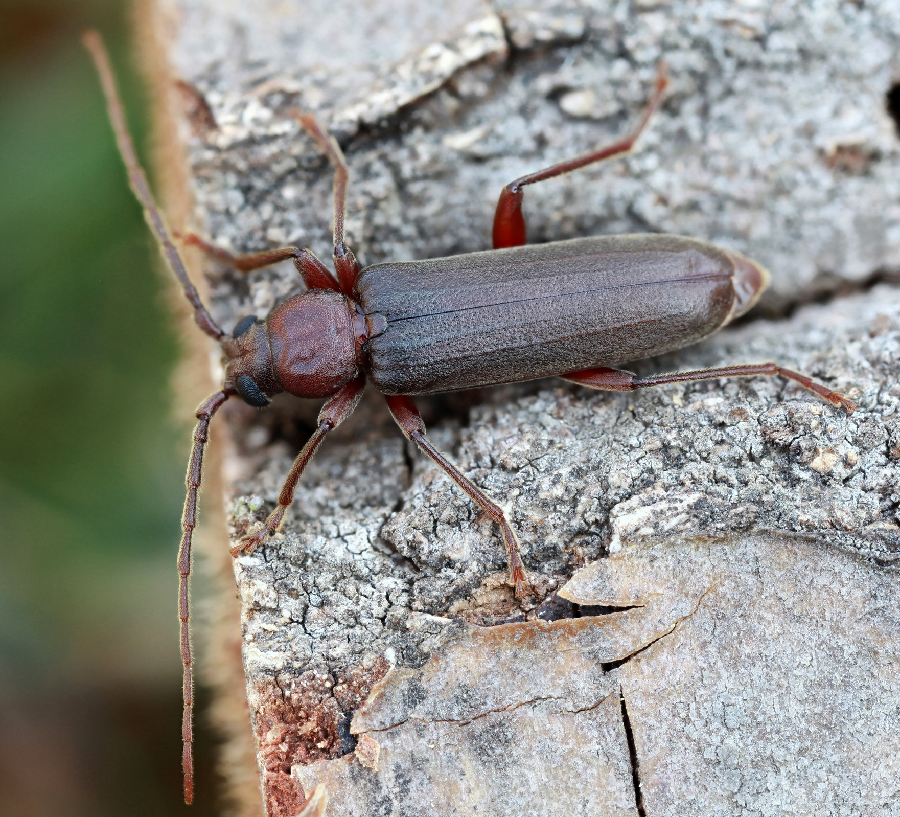 Arhopalus rusticus rusticus