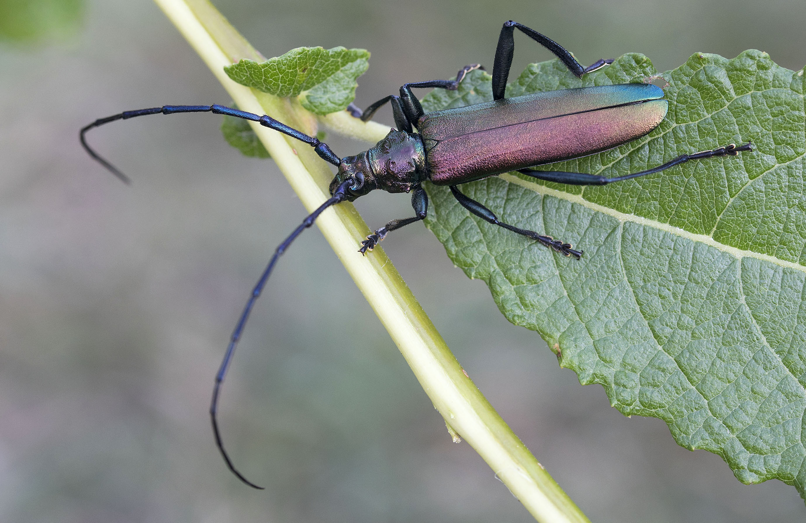 Aromia moschata moschata