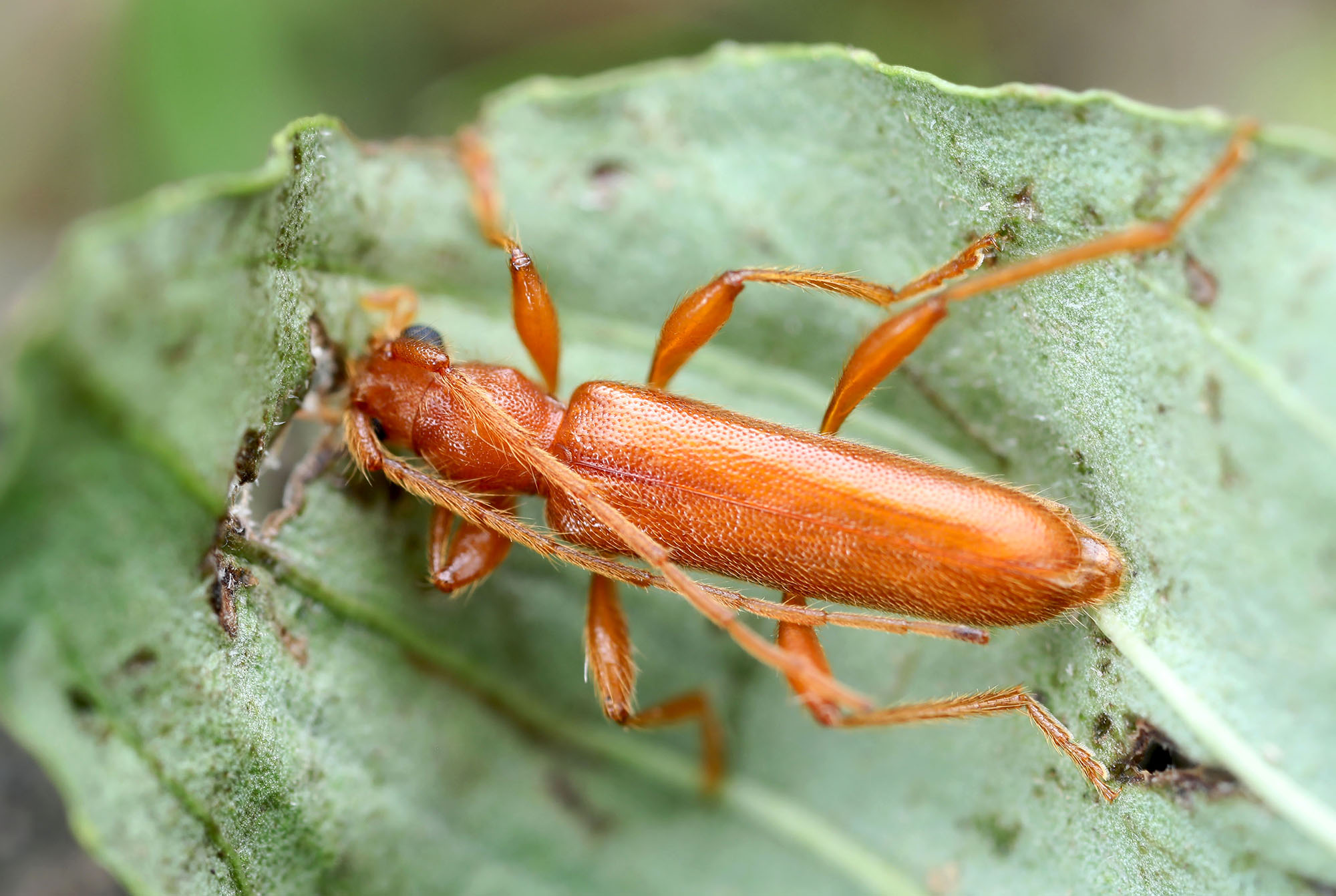 Axinopalpis gracilis gracilis