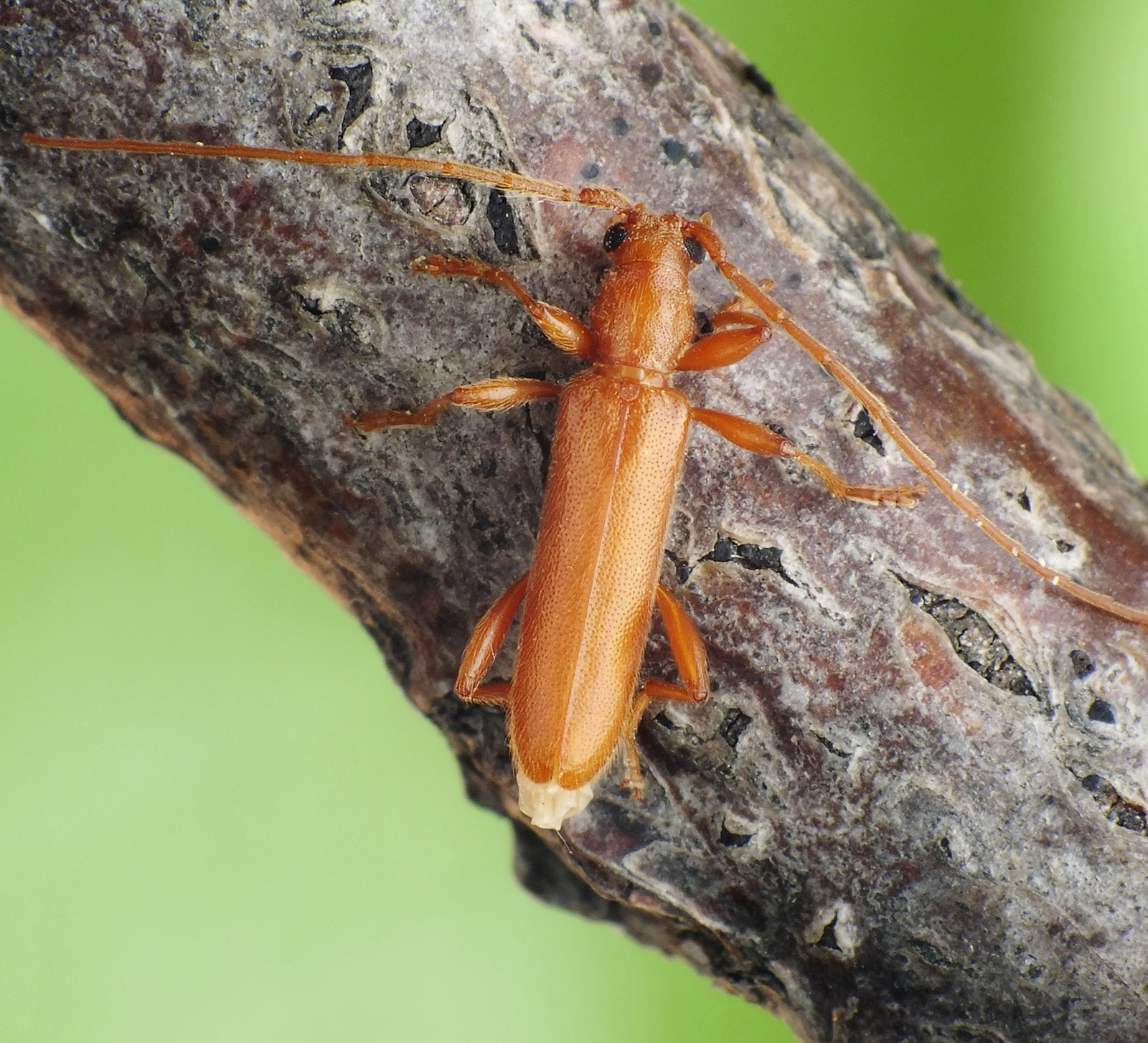 Axinopalpis gracilis gracilis