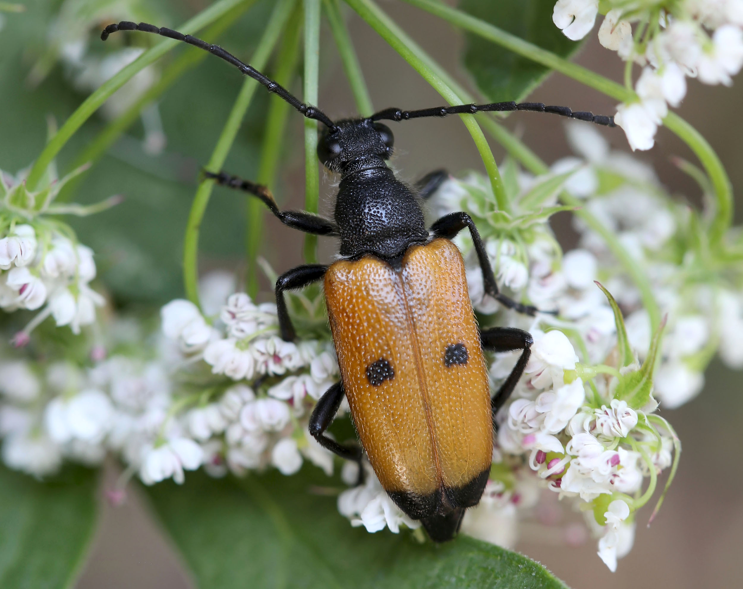 Paracorymbia tesserula