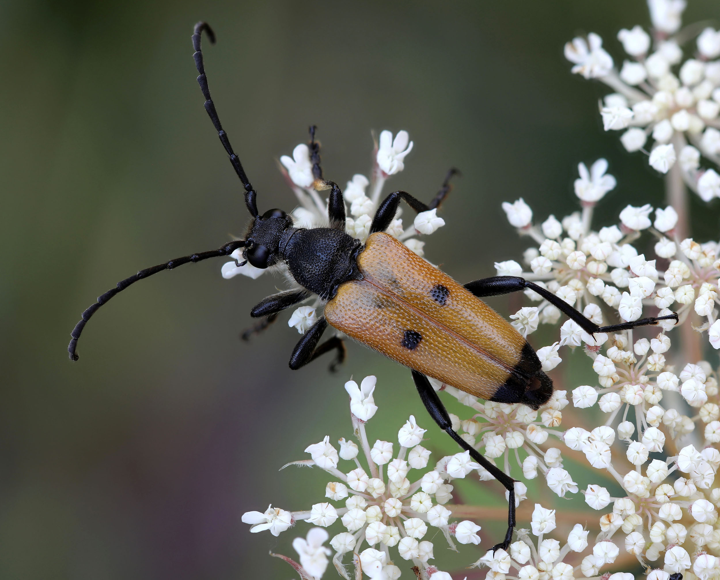 Paracorymbia tesserula