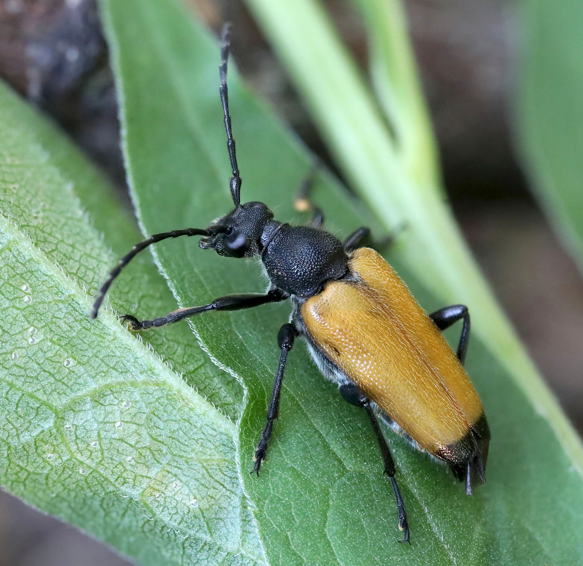 Paracorymbia tesserula