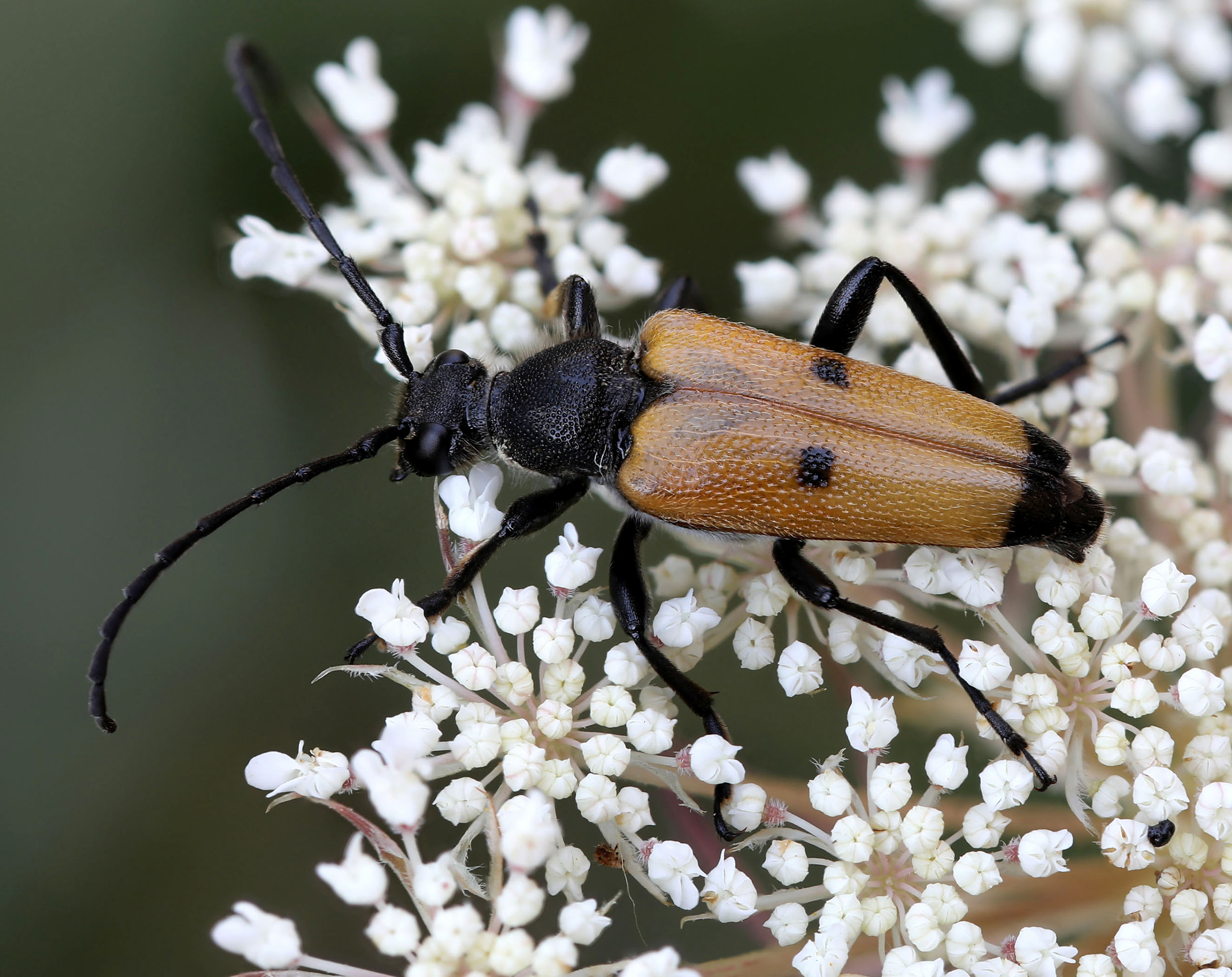 Paracorymbia tesserula