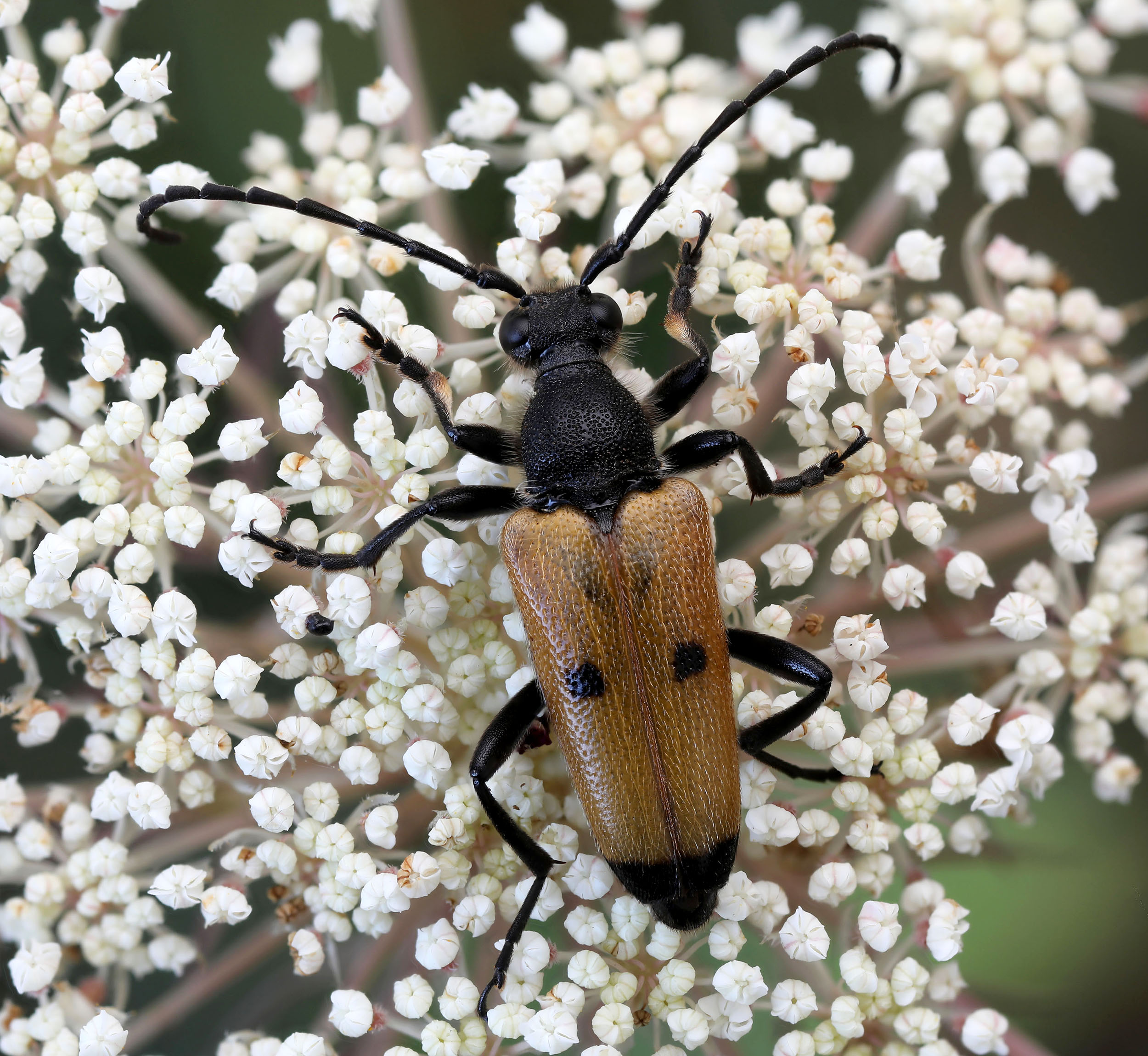 Paracorymbia tesserula