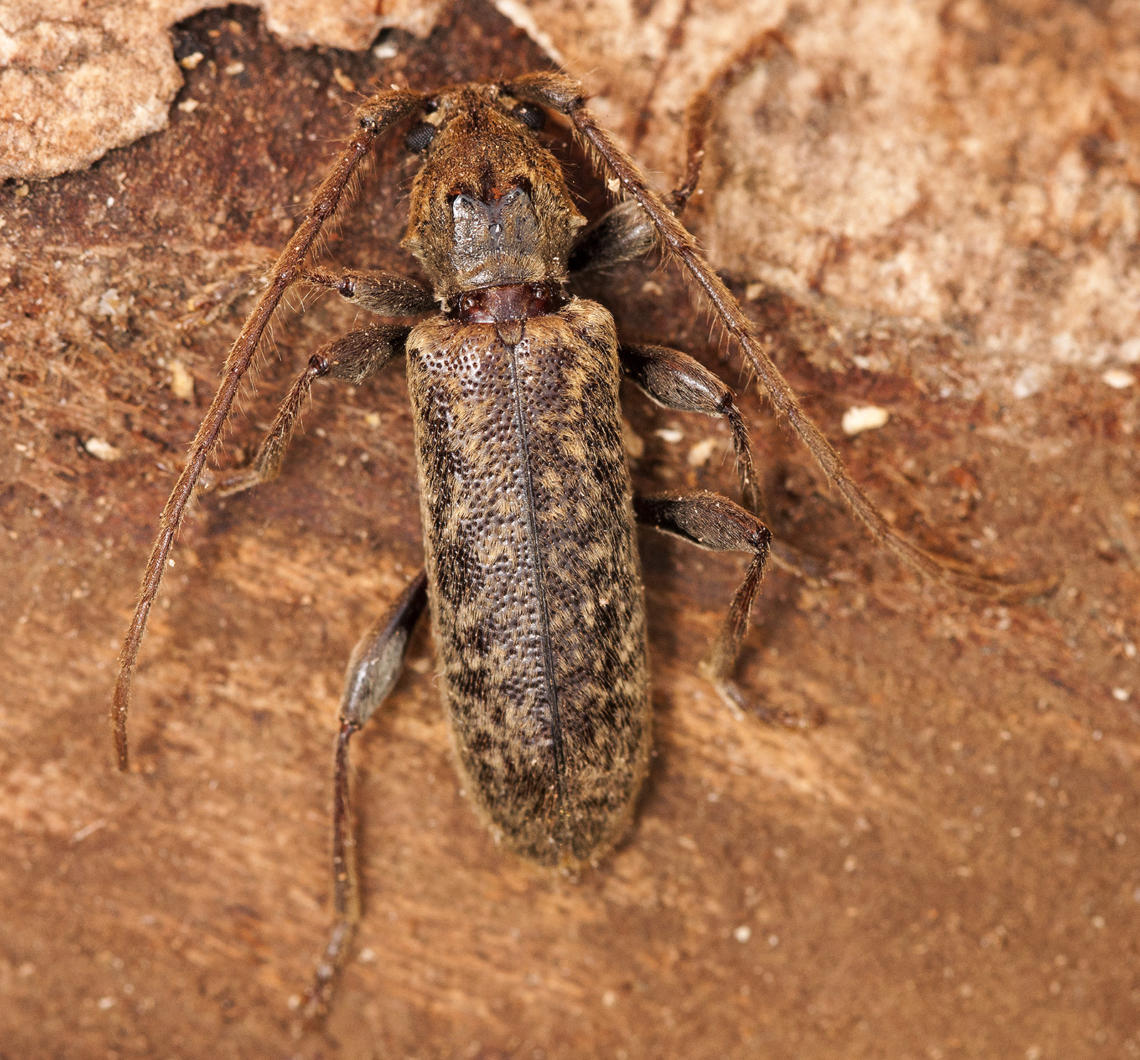 Blabinotus spinicollis