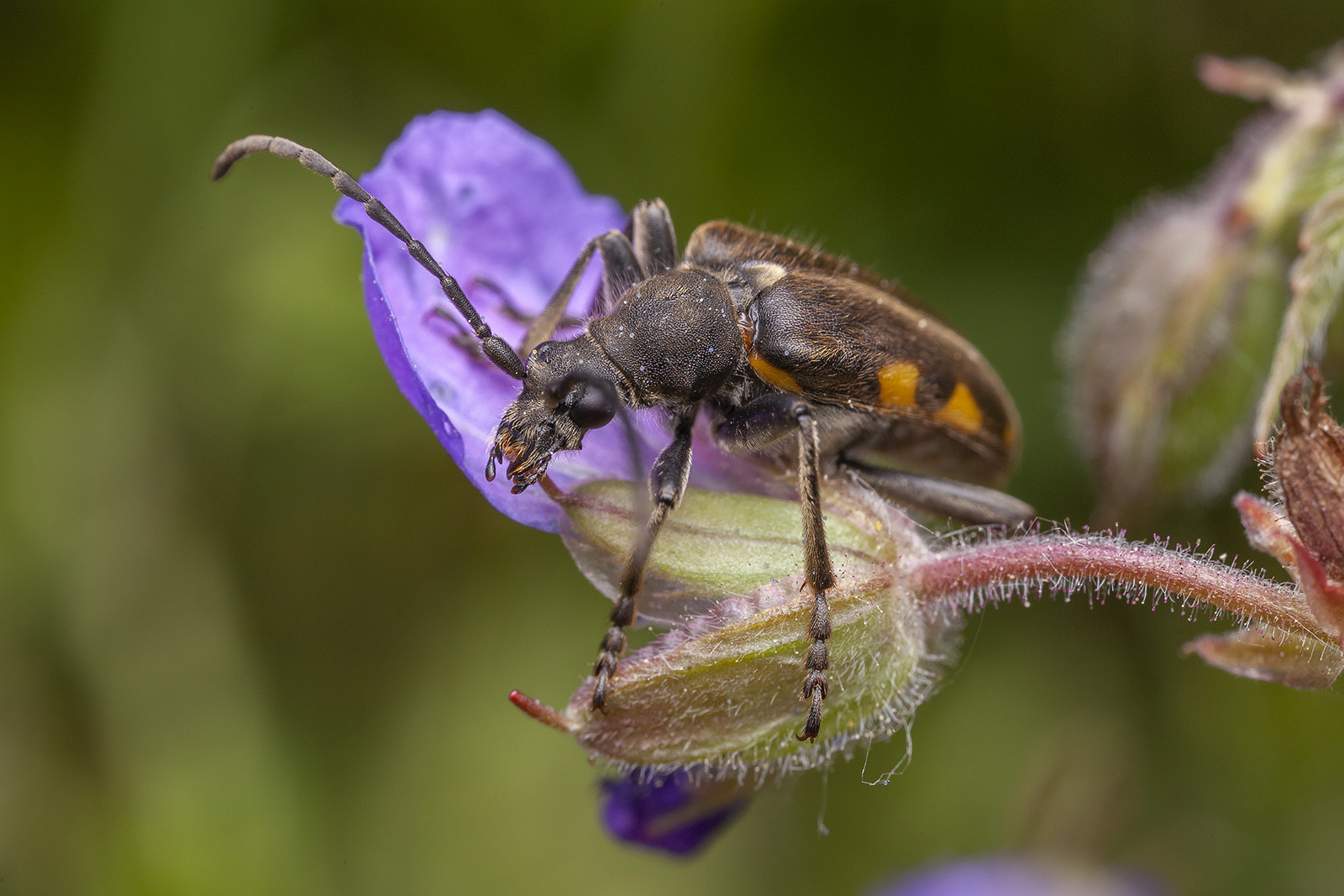 Brachyta interrogationis <strong></strong>