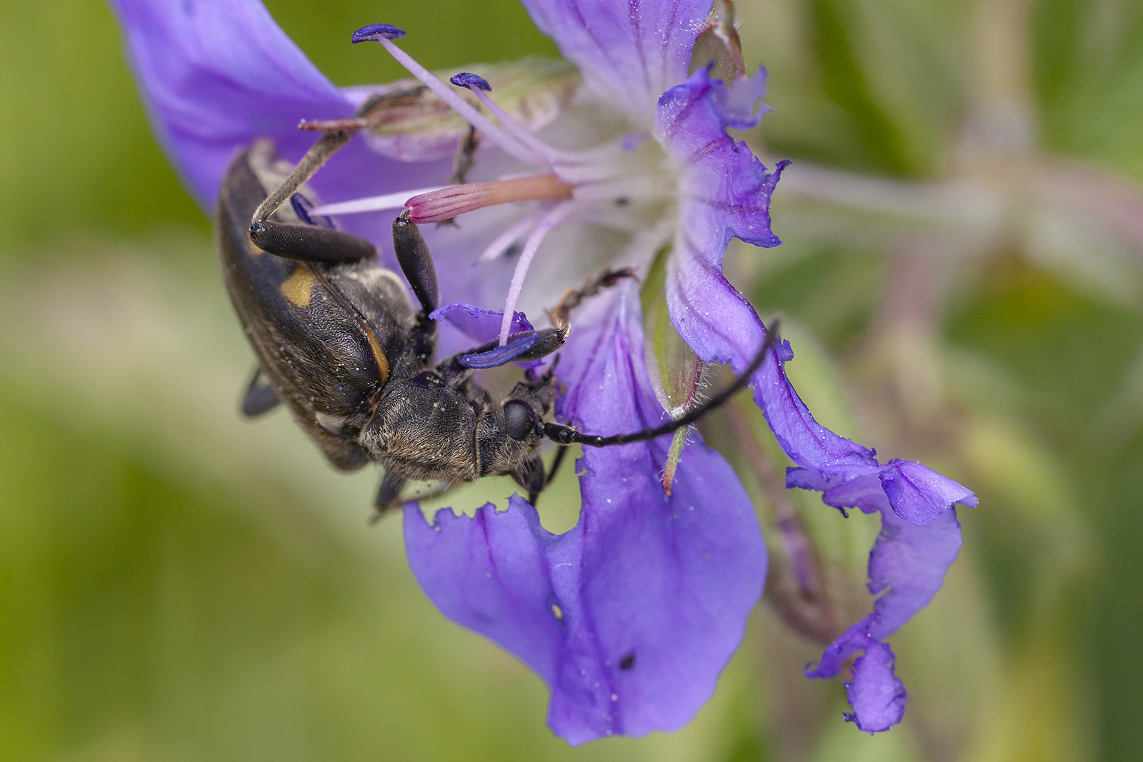 Brachyta interrogationis eitschbergeri