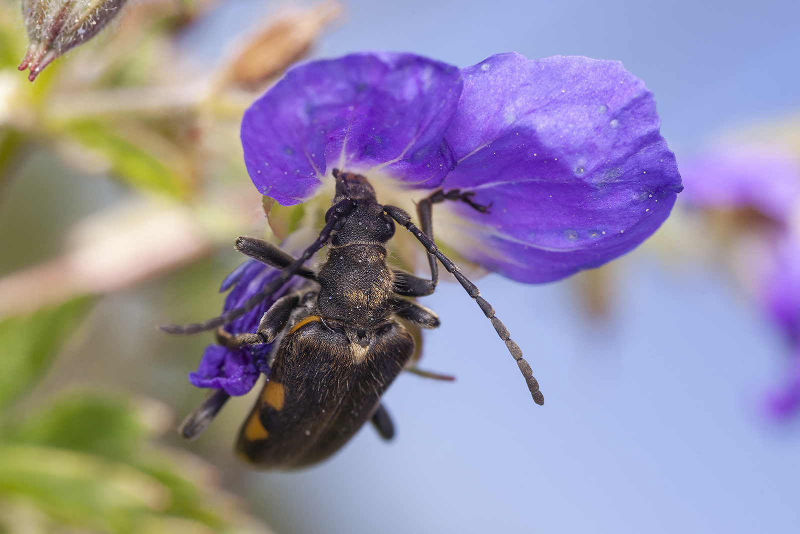 Brachyta interrogationis <strong></strong>