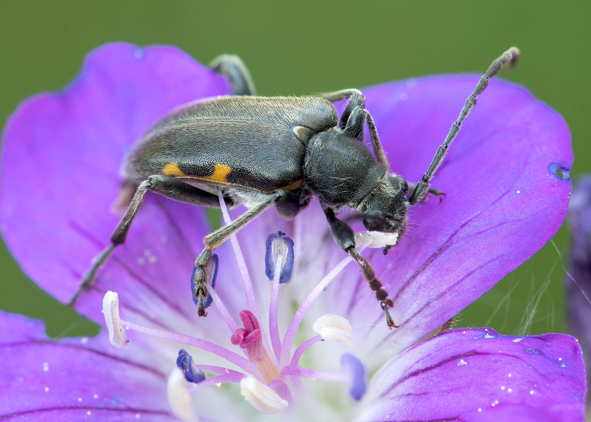 Brachyta interrogationis eitschbergeri