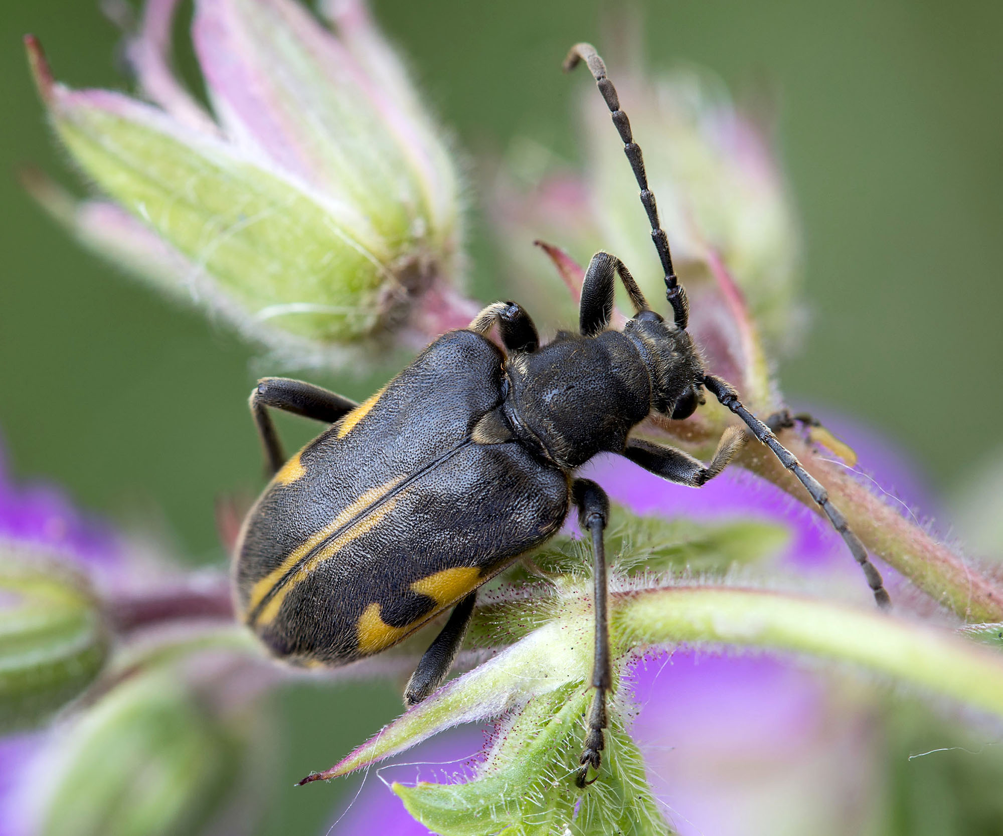 Brachyta interrogationis eitschbergeri