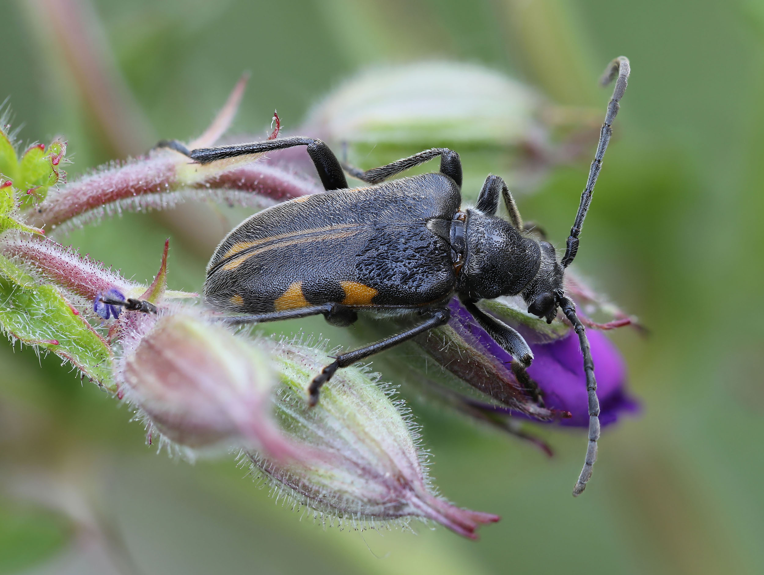 Brachyta interrogationis eitschbergeri