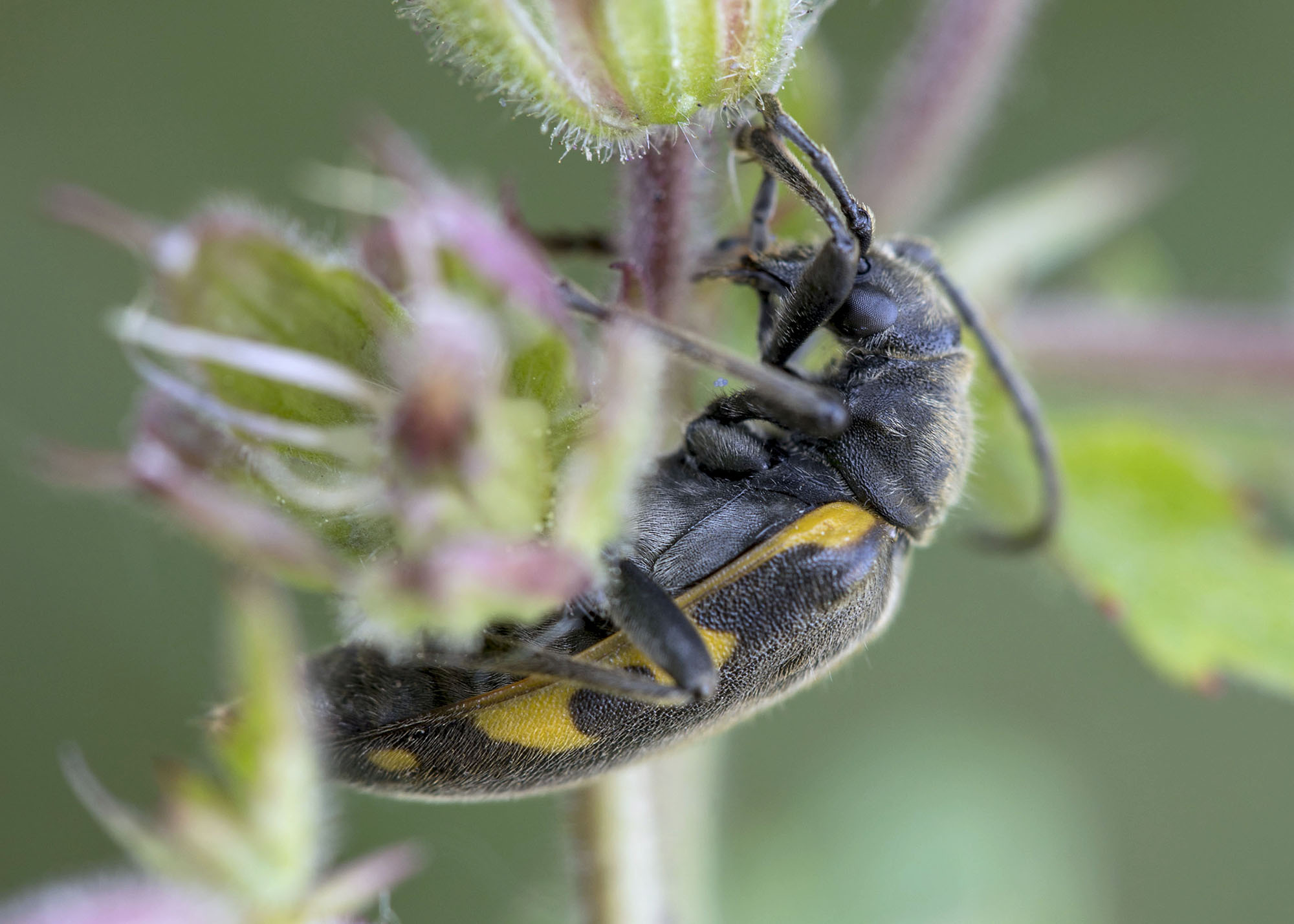 Brachyta interrogationis eitschbergeri