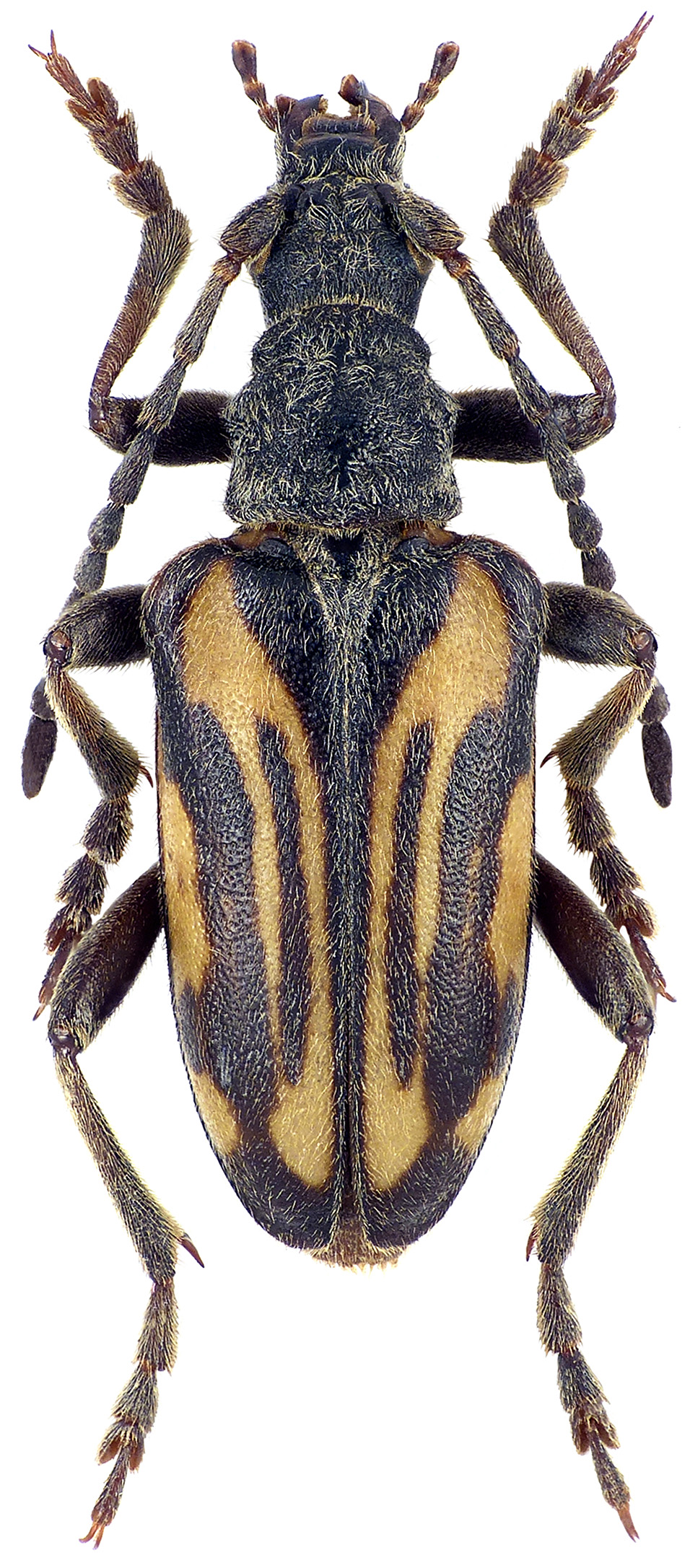 Brachyta variabilis variabilis