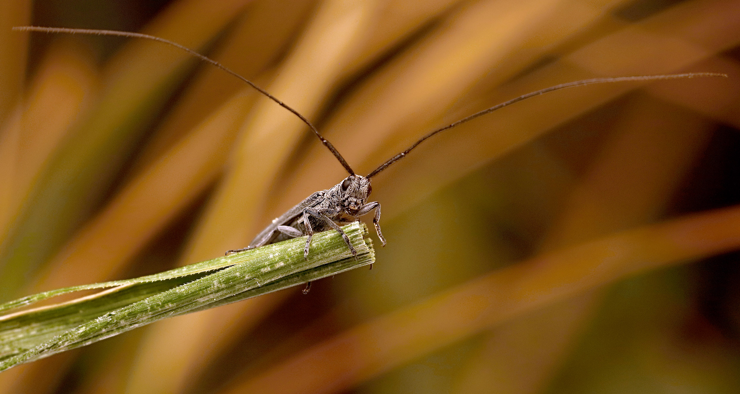 Calamobius filum