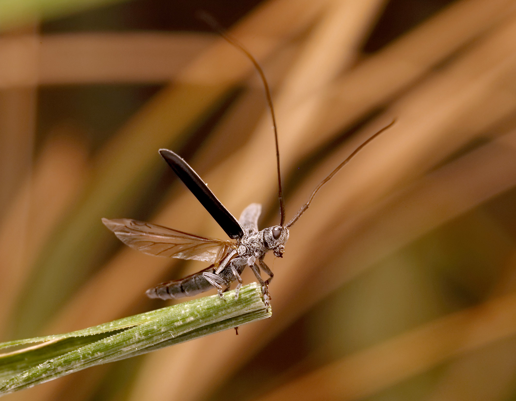 Calamobius filum