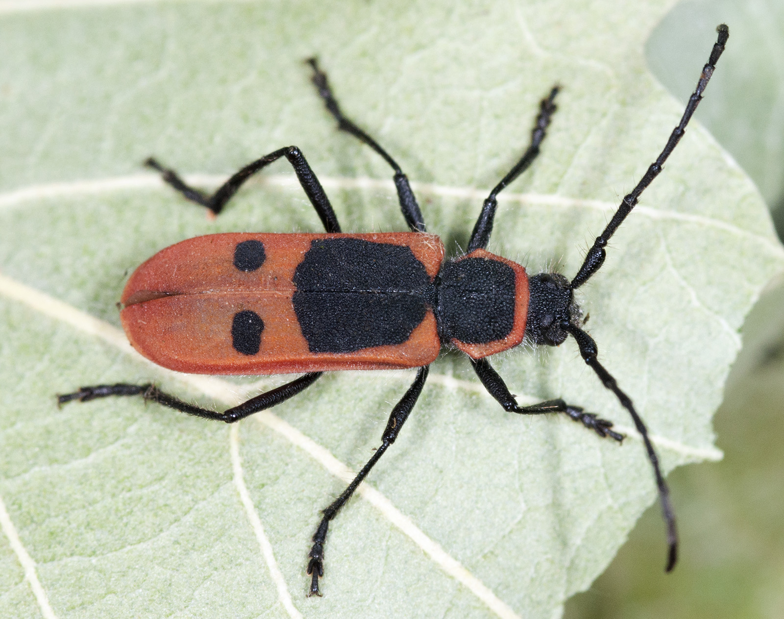 Calchaenesthes diversicollis