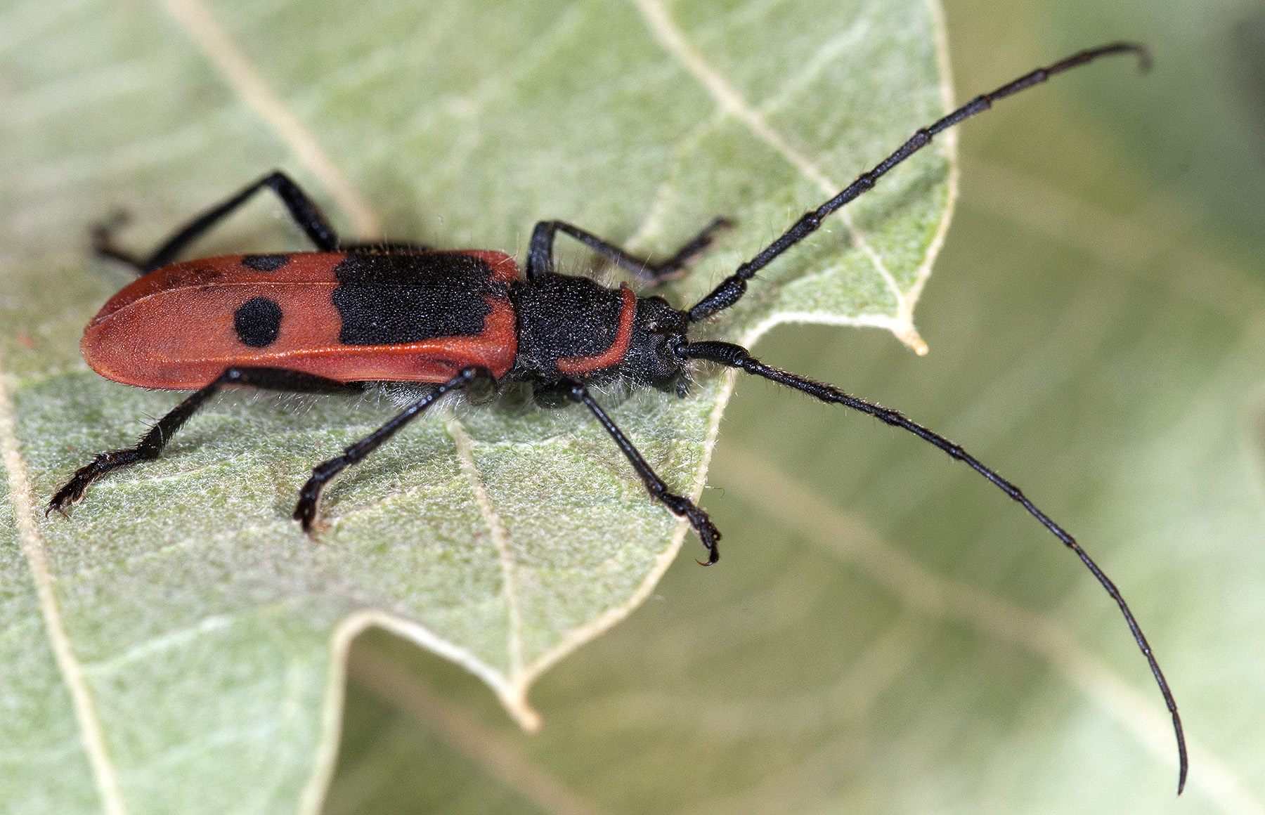 Calchaenesthes diversicollis