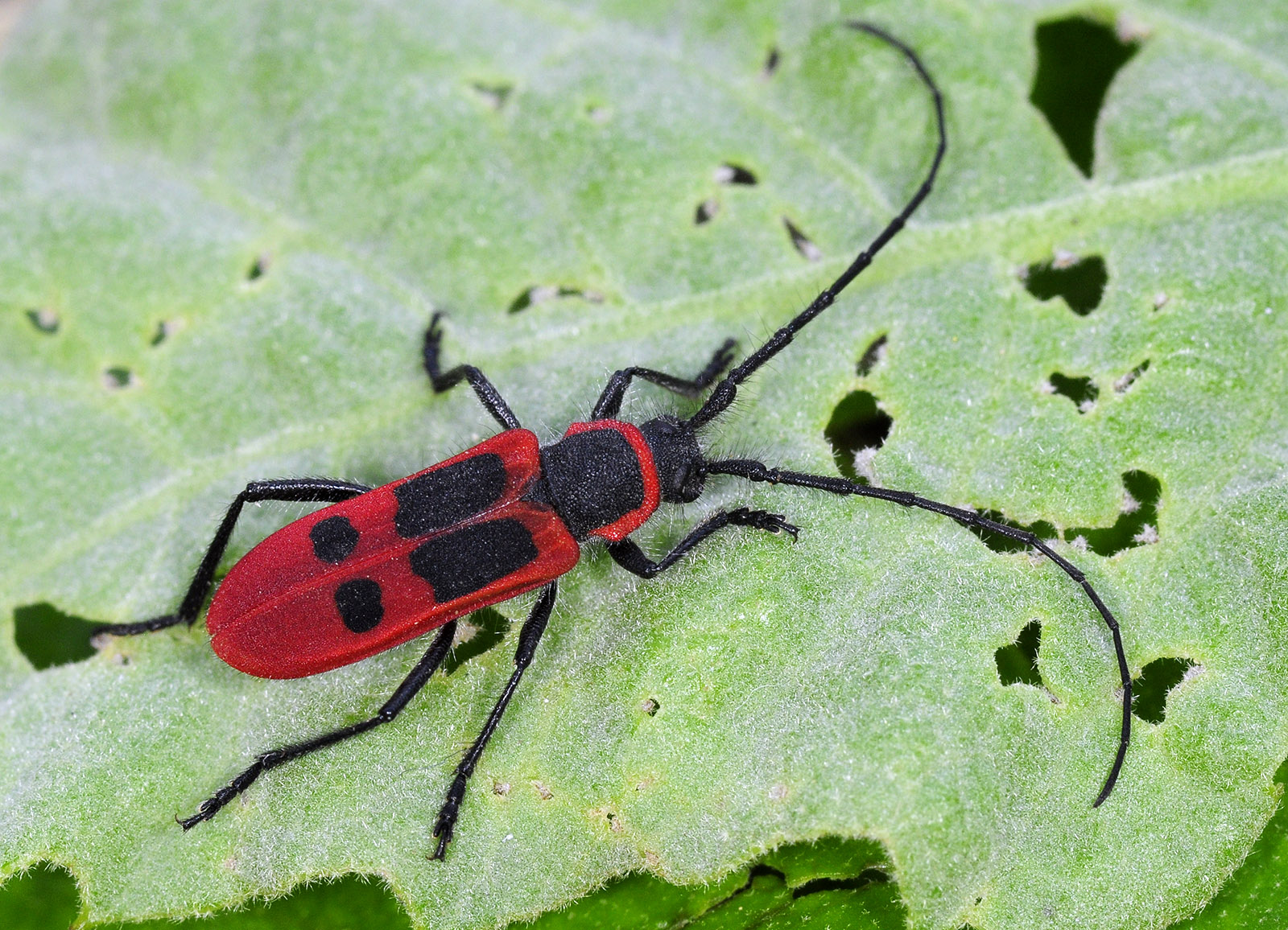 Calchaenesthes diversicollis