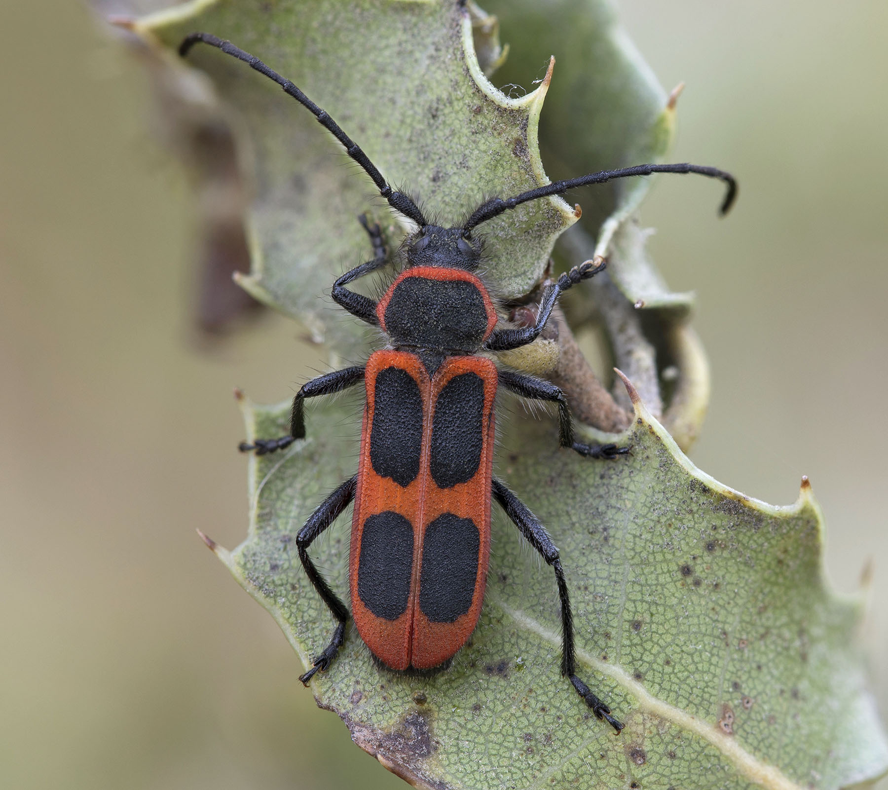 Calchaenesthes oblongomaculata