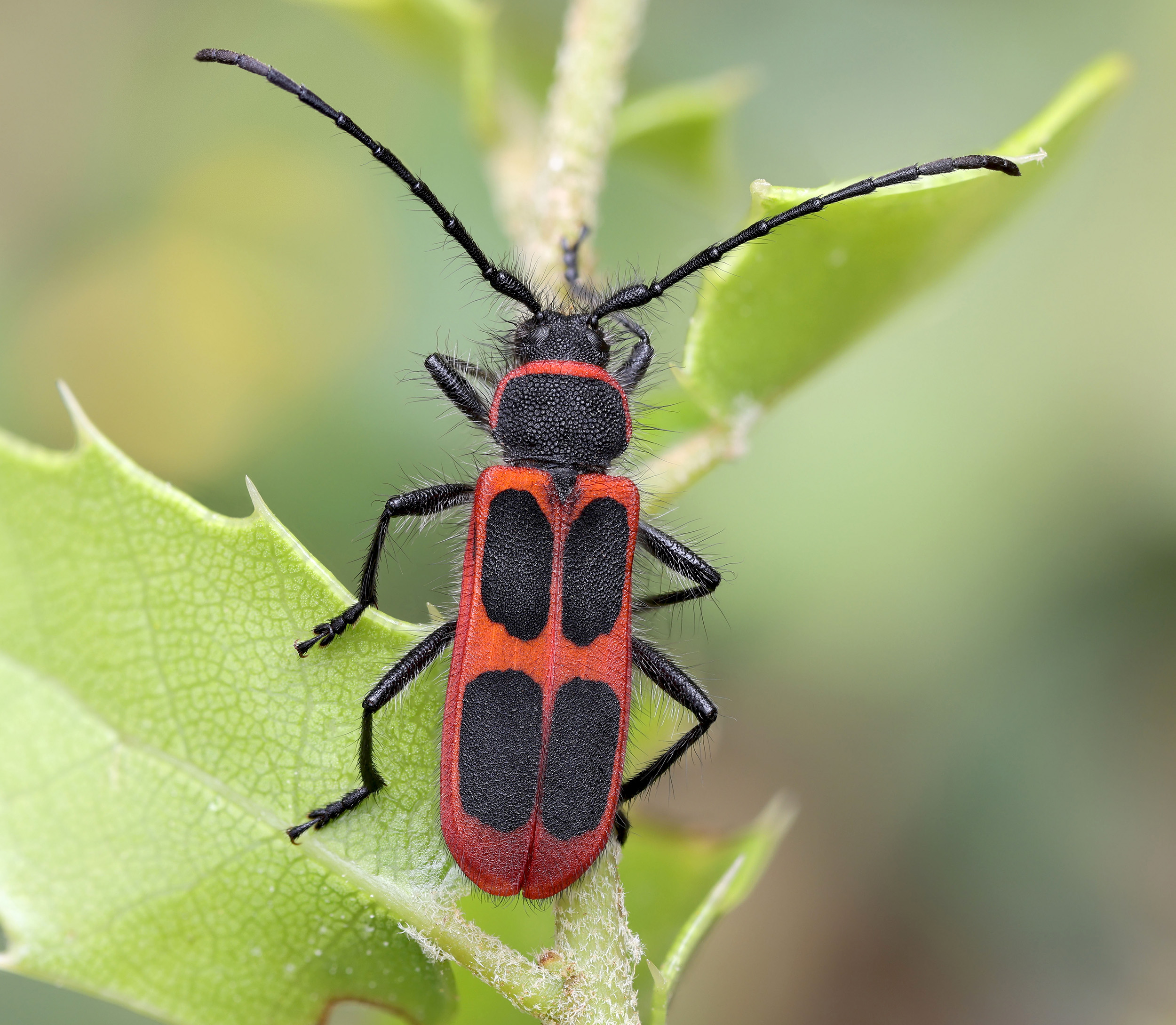 Calchaenesthes oblongomaculata