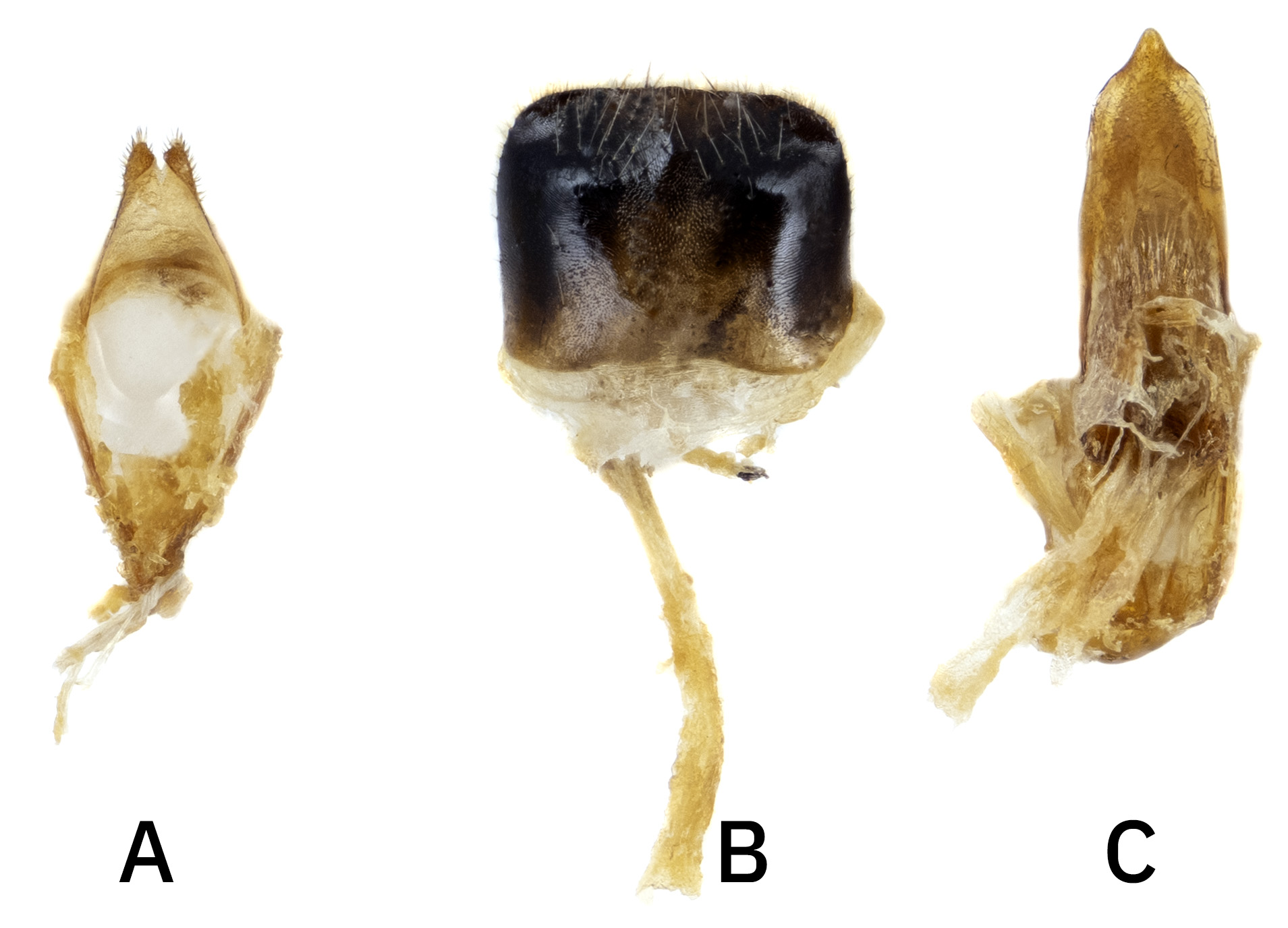 Calchaenesthes pistacivora