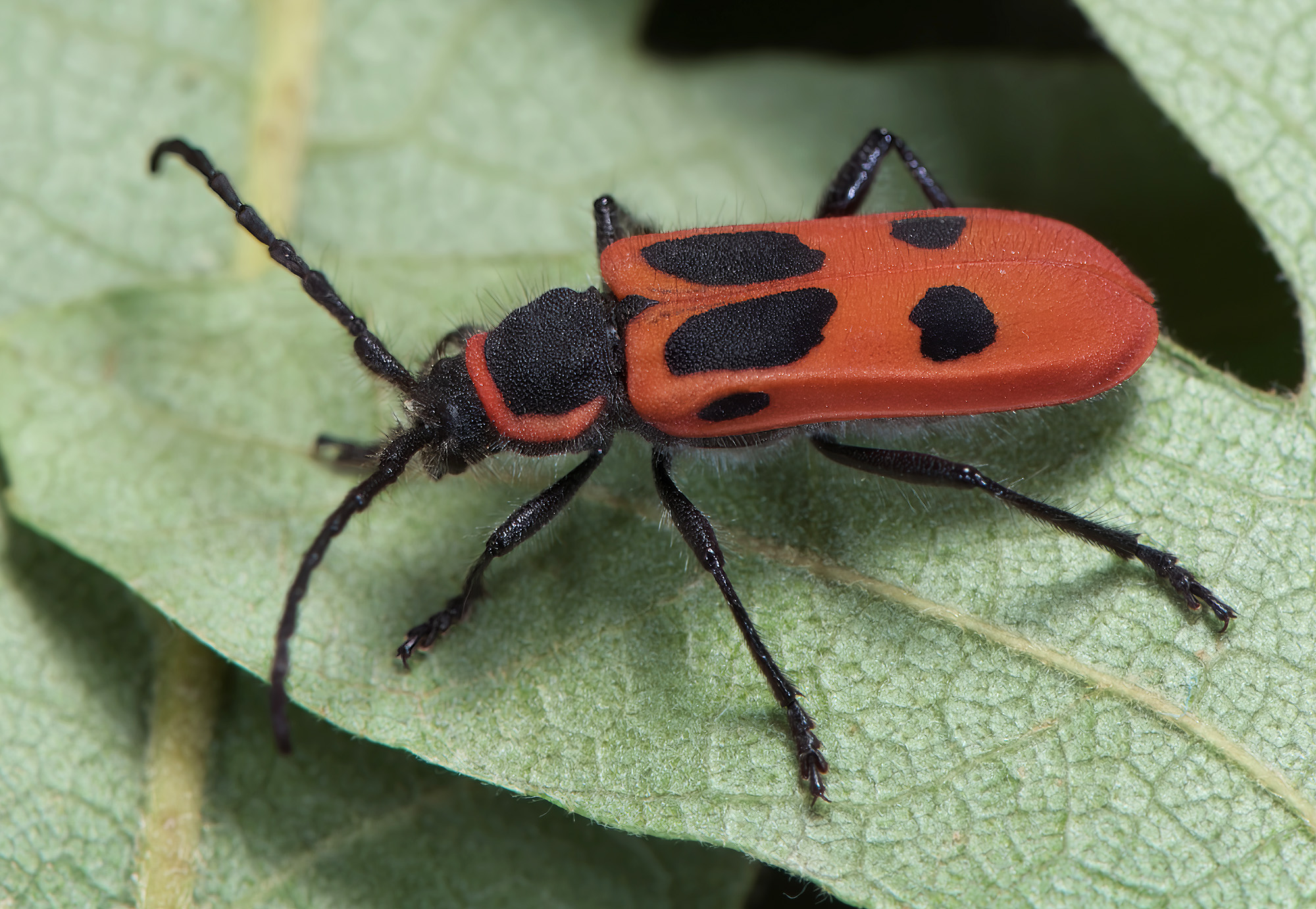 Calchaenesthes primis