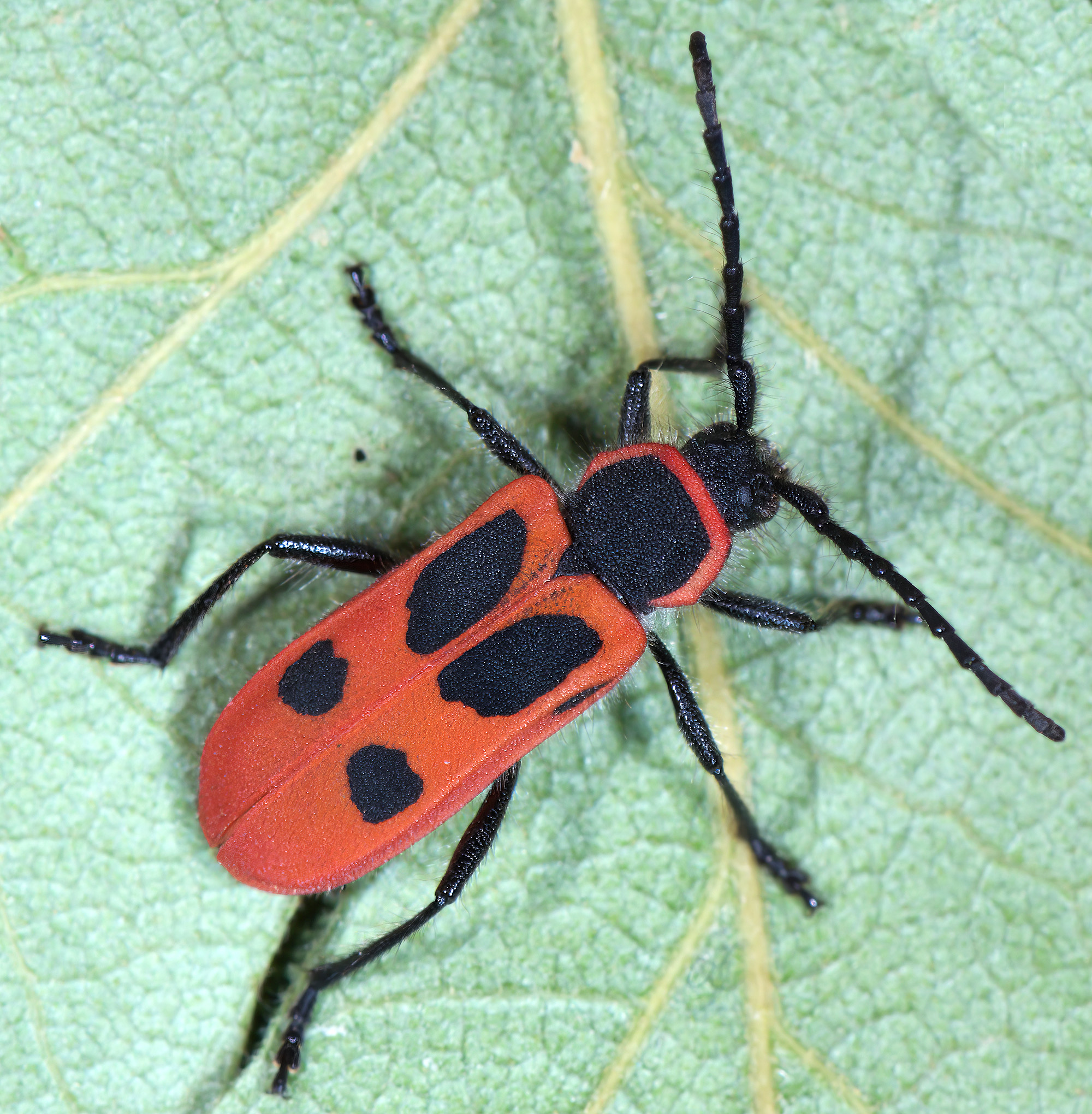 Calchaenesthes primis