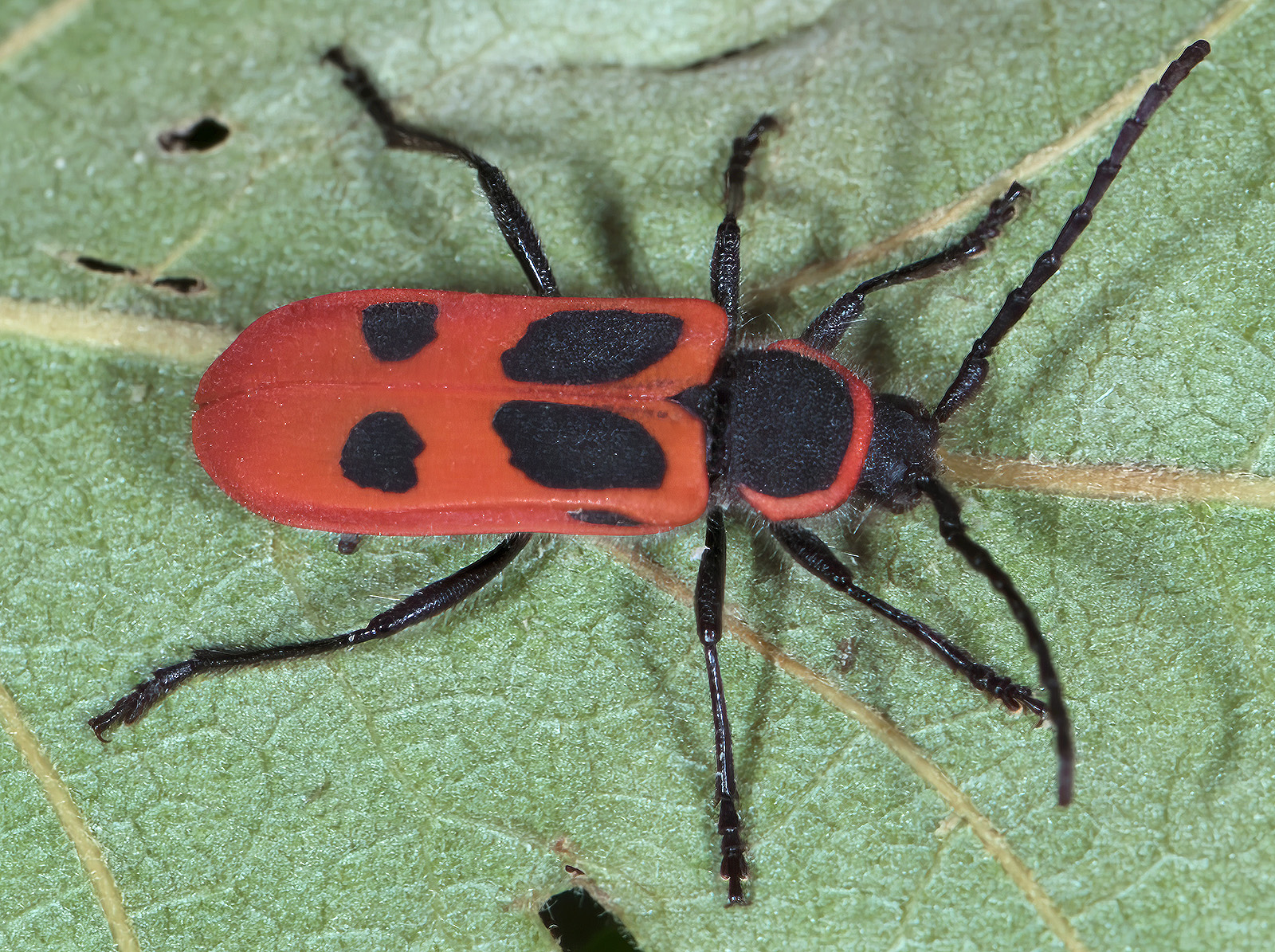 Calchaenesthes primis