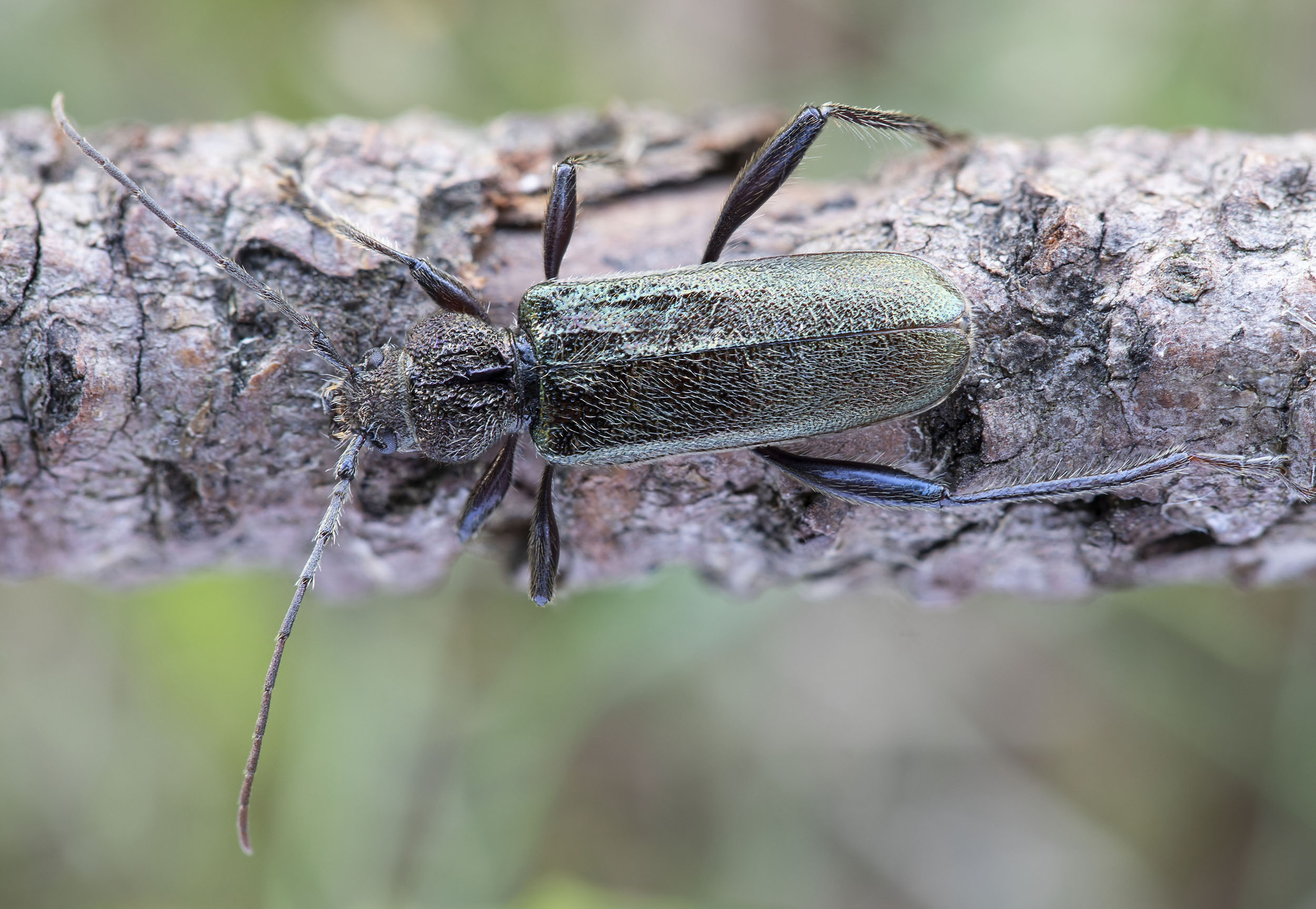 Callidium coriaceum