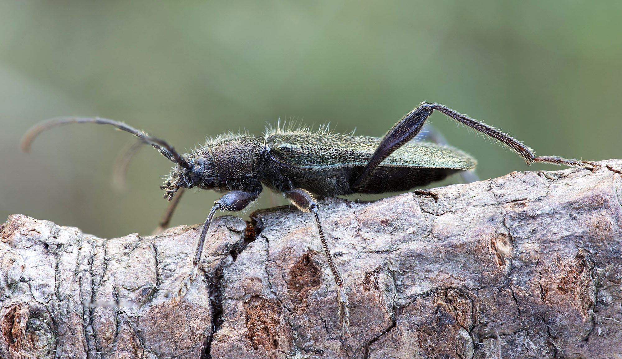 Callidium coriaceum