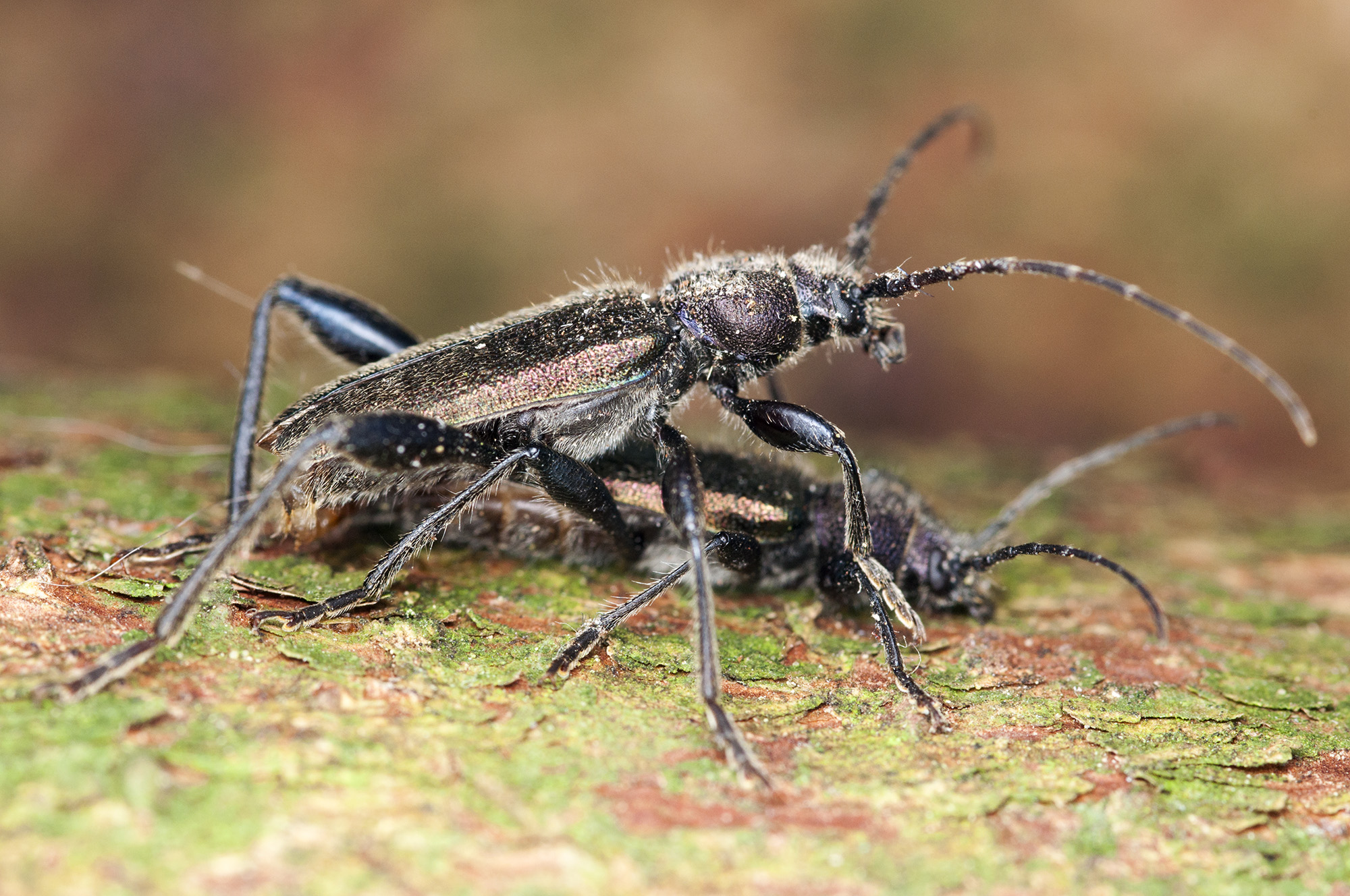 Callidium coriaceum