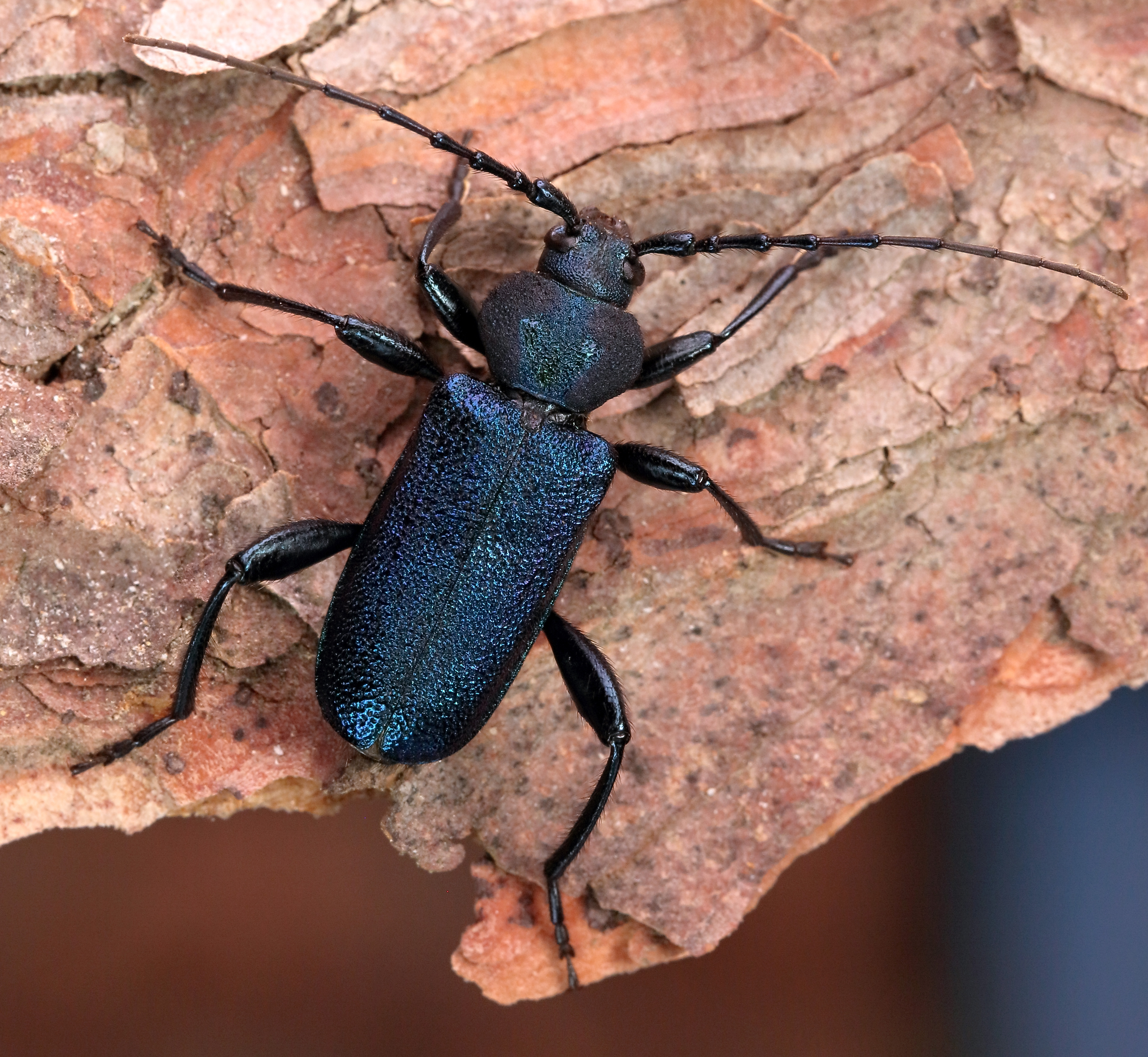 Callidium violaceum