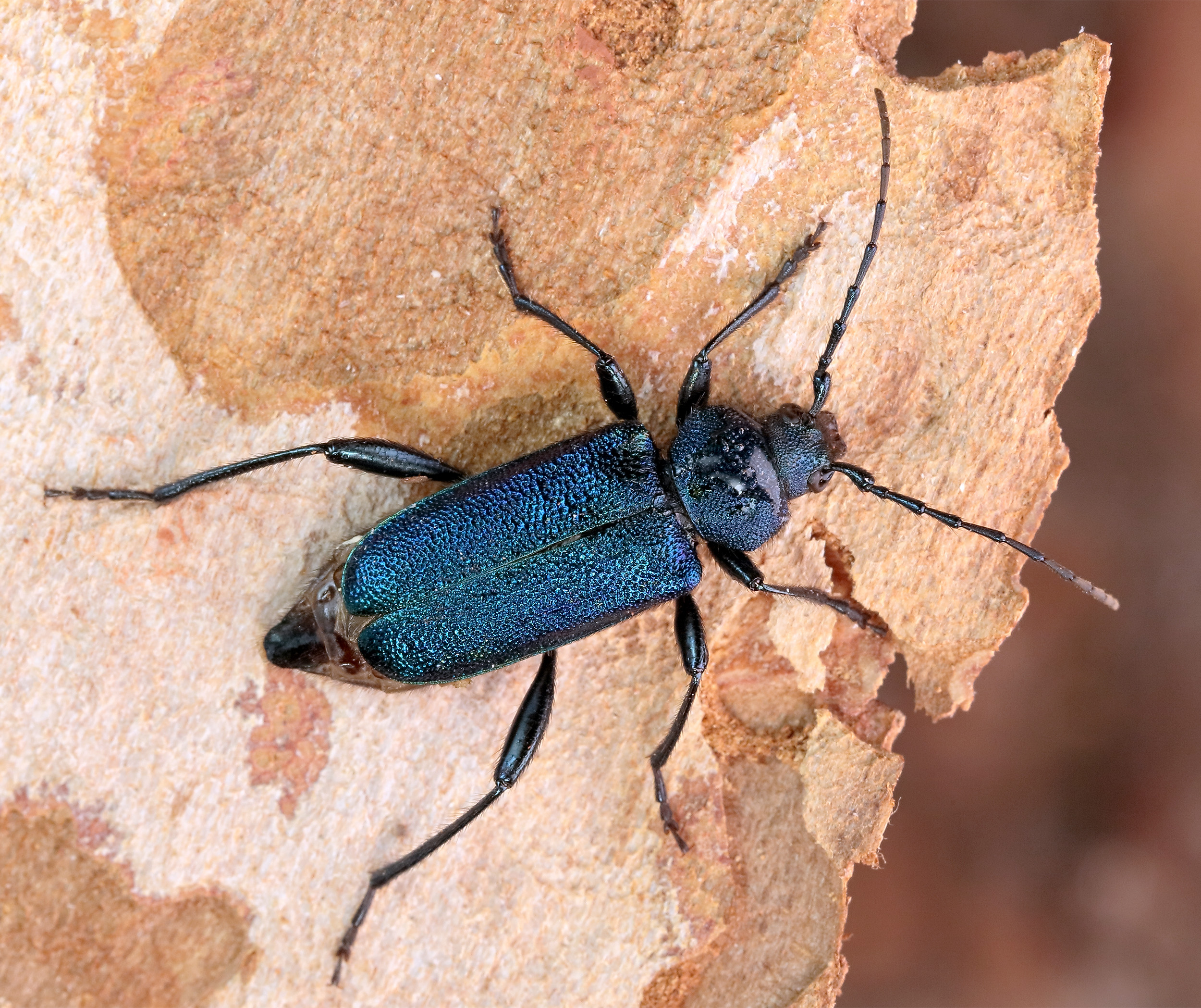 Callidium violaceum