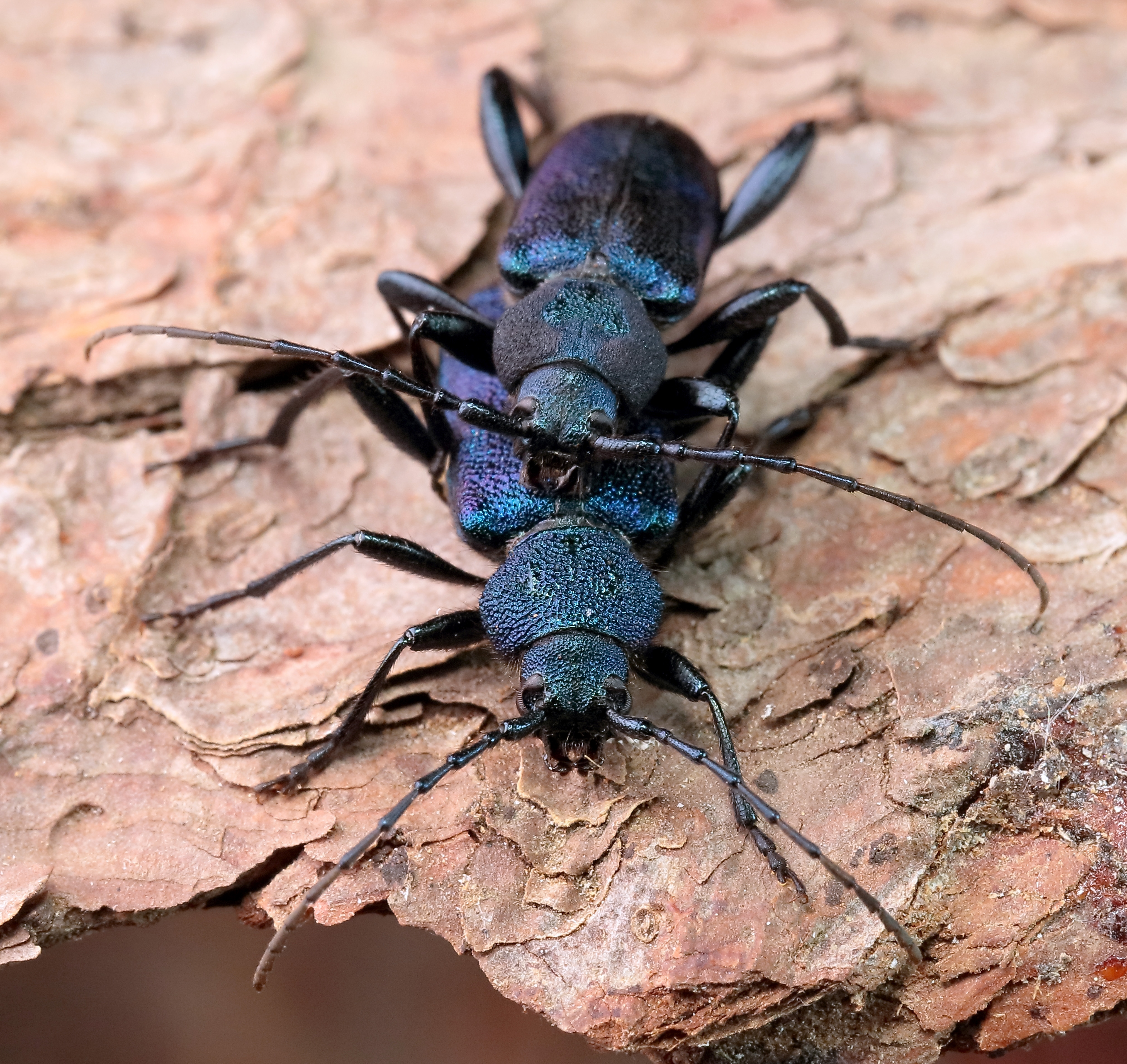 Callidium violaceum